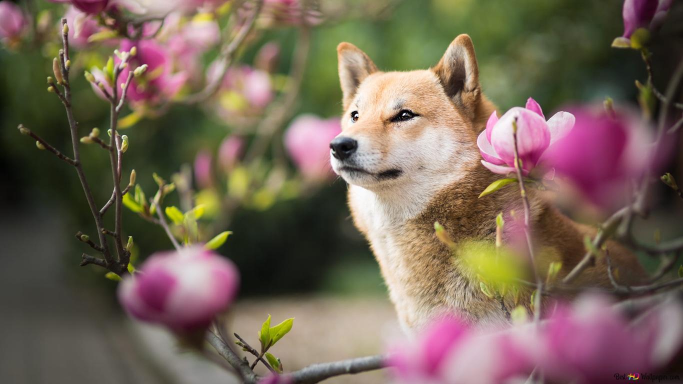 Shiba Inu dog HD wallpaper download