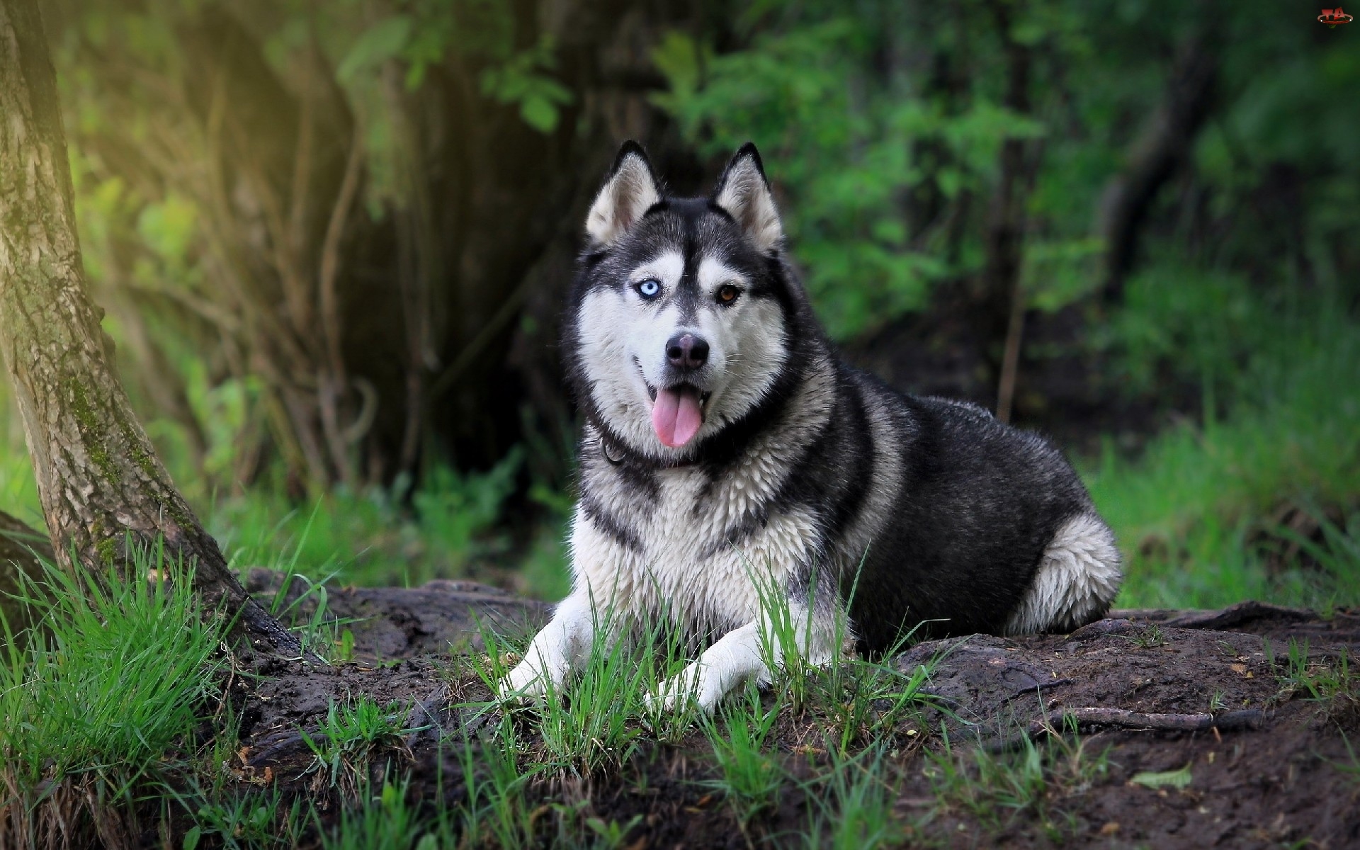 Siberian husky dog in the forest