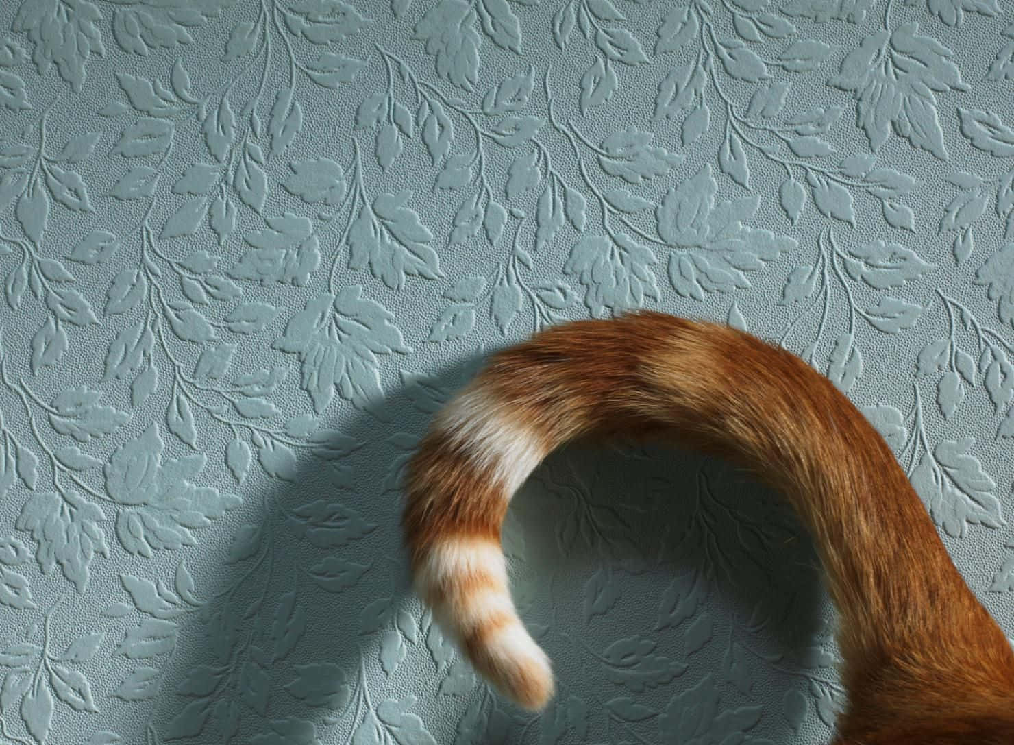 Cat Tail Wallpapers - Wallpaper Cave