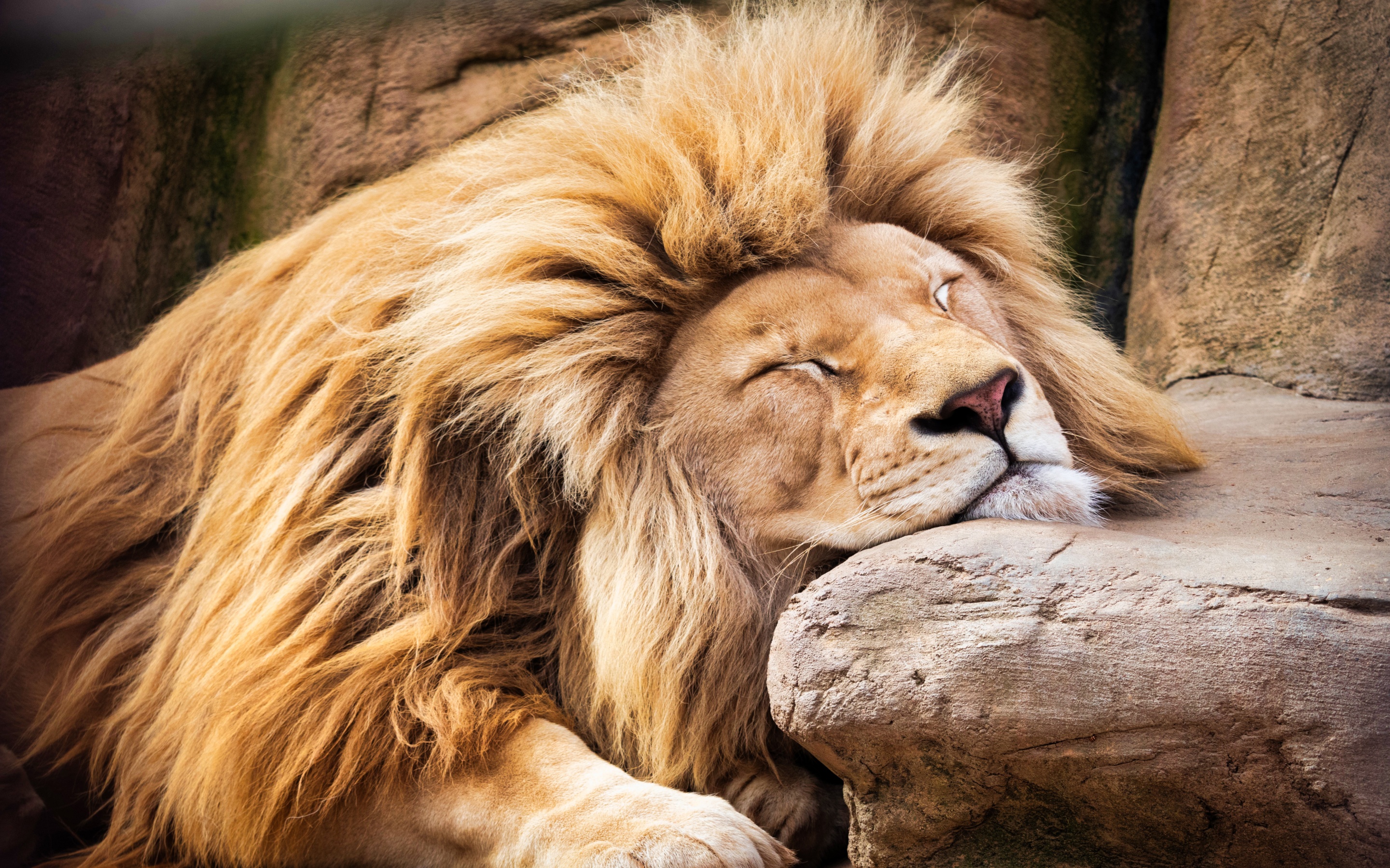 Lion Wallpaper 4K, Sleeping, Barbary lion, African