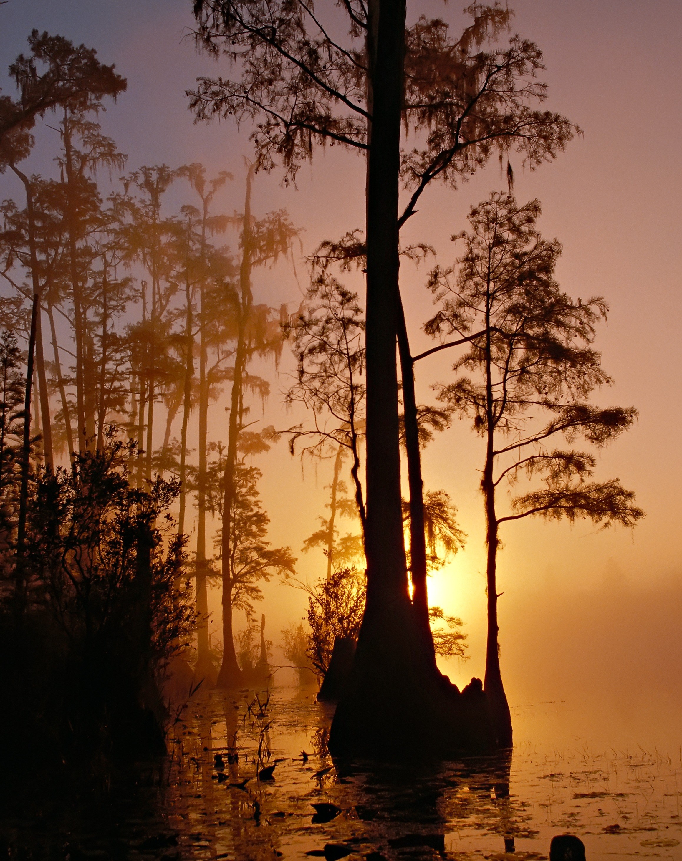 okefenokee swamp georgia florida sunset