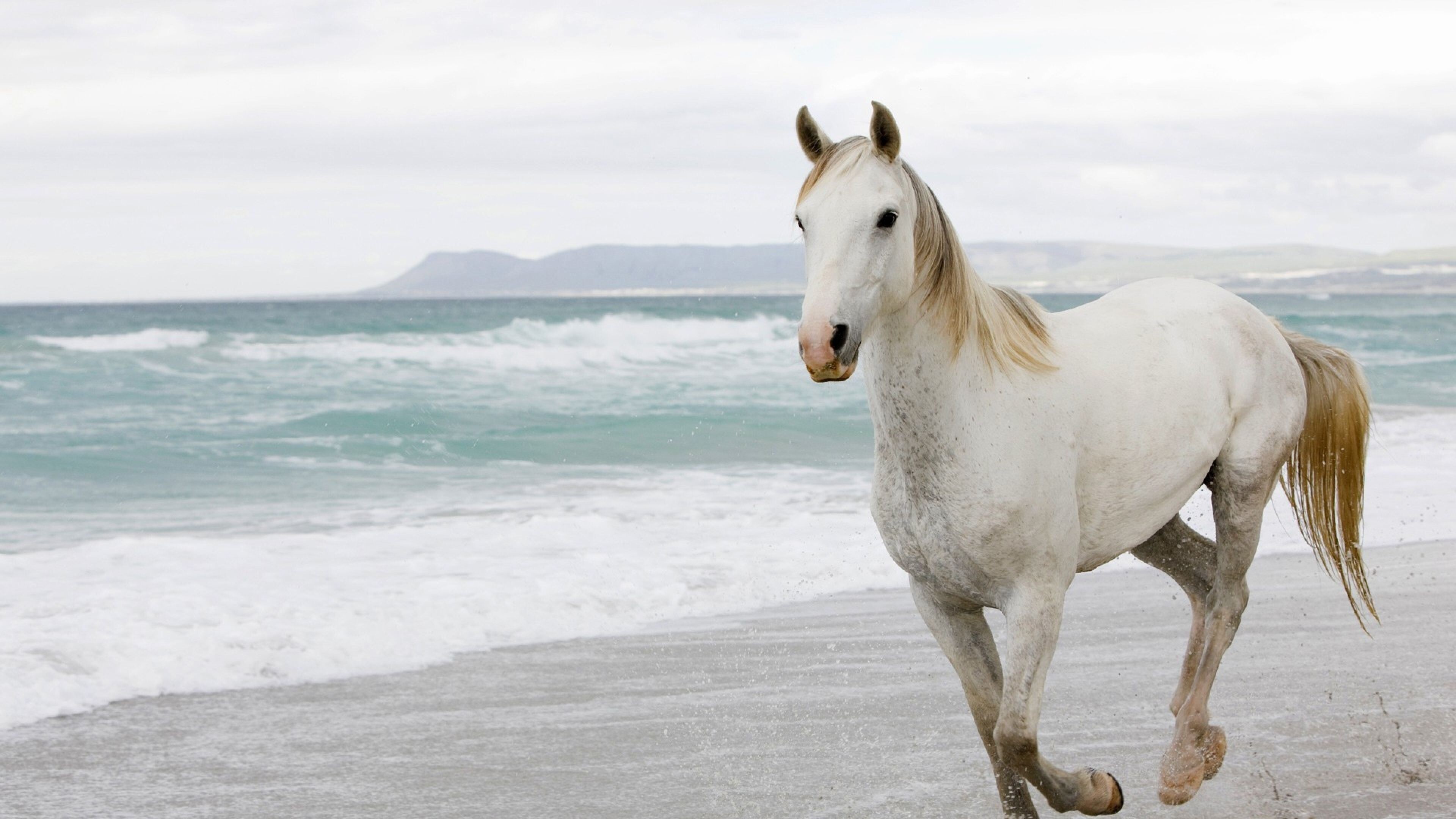 White Horse Superb 4K Wallpaper. HD
