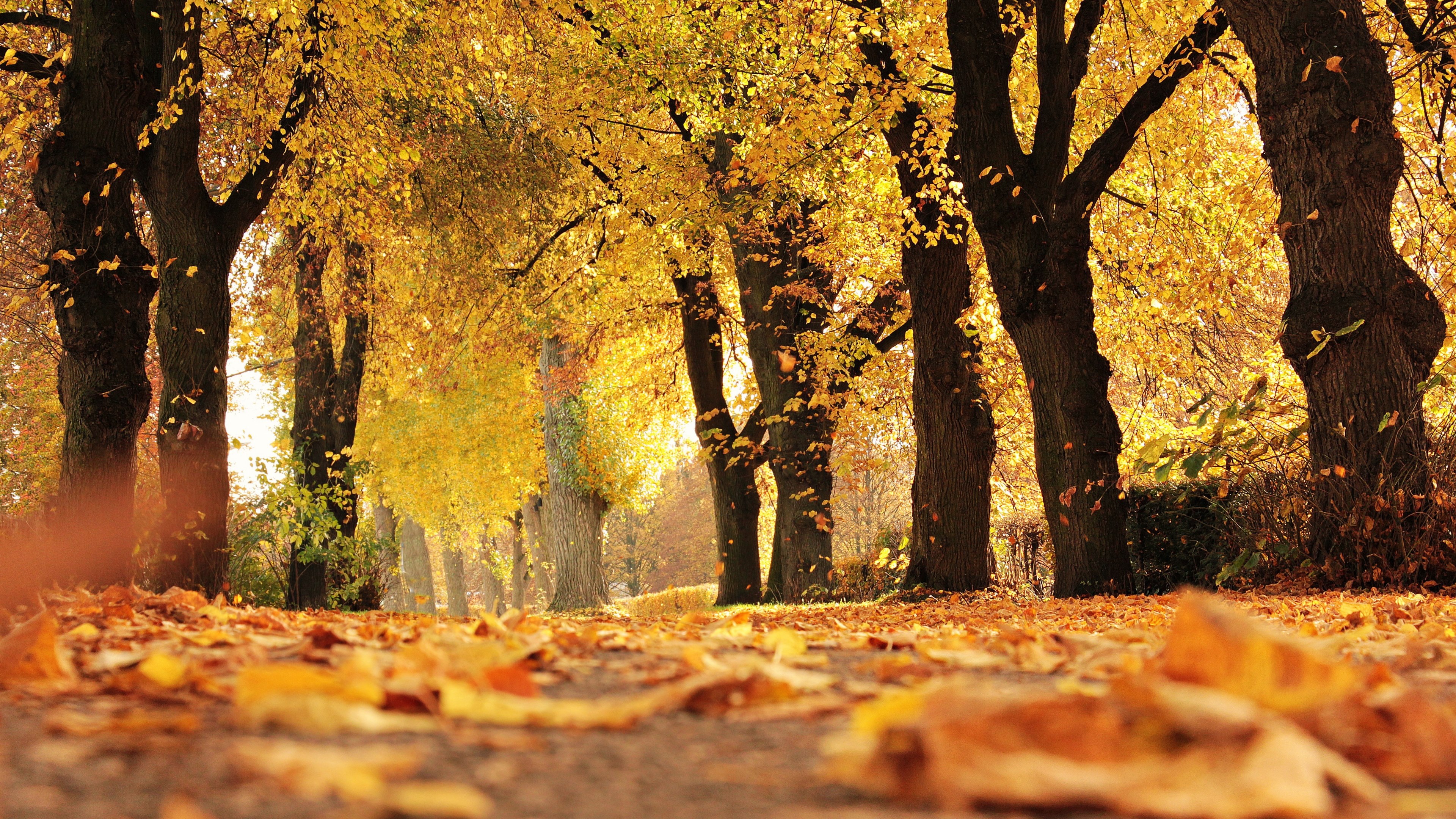 mood outdoor fall leaves 4k wallpaper
