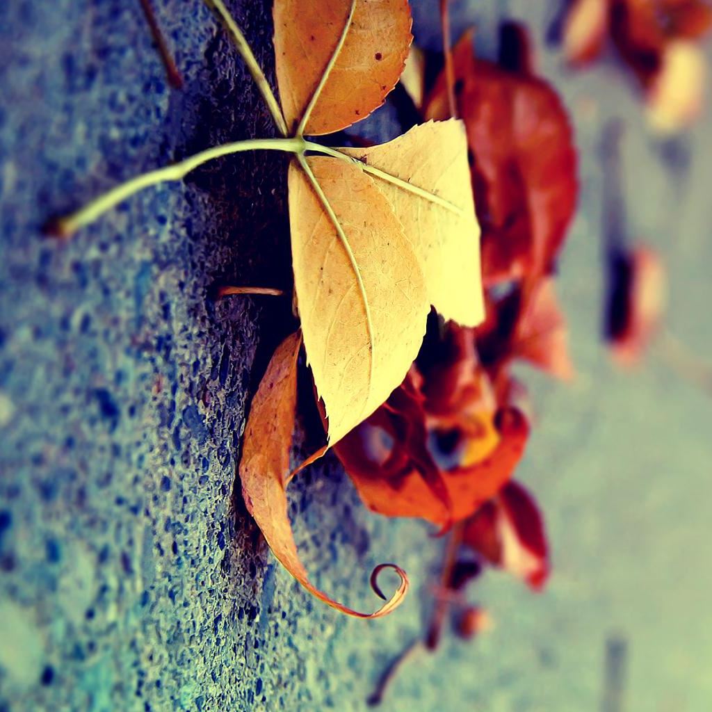 Autumn Mood iPad Wallpaper Free Download