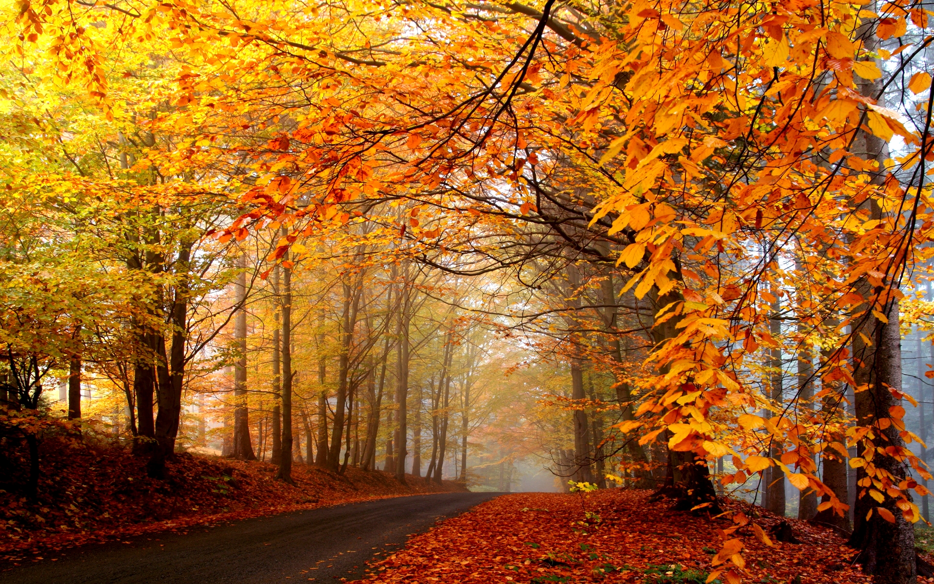 Picture Autumn Nature Seasons 1920x1200