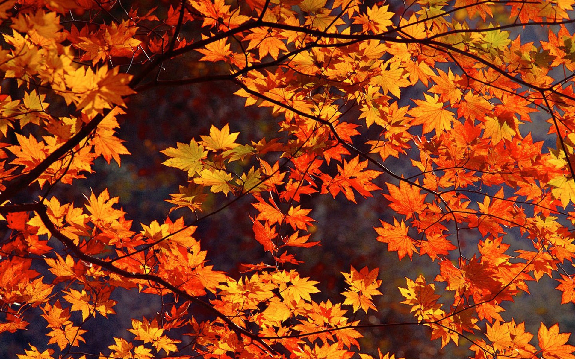Japan Autumn desktop PC