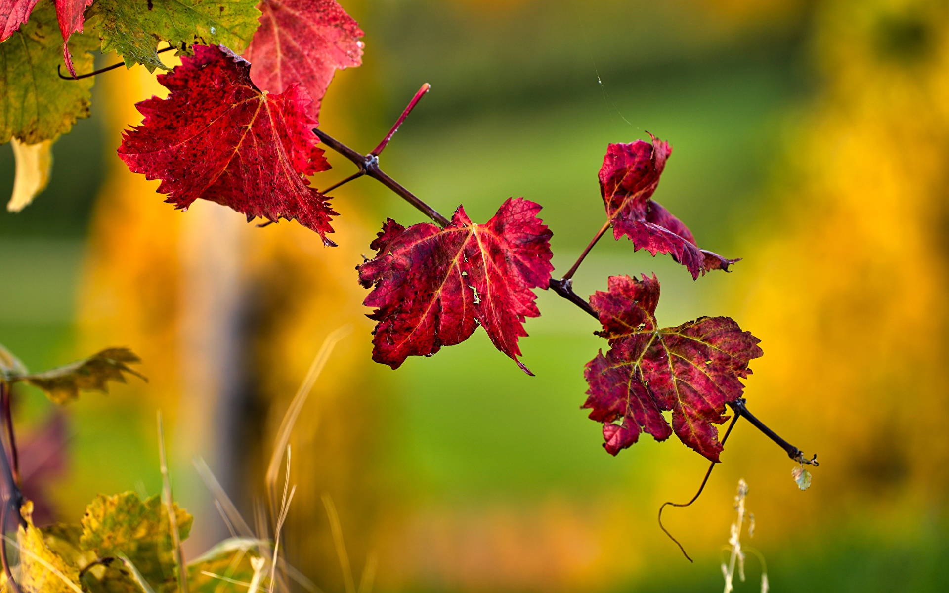 Desktop Wallpaper Leaf blurred