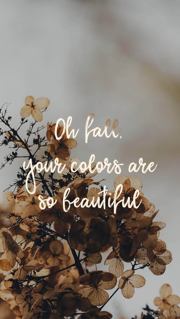 Fall. Autumn. Free Wallpaper