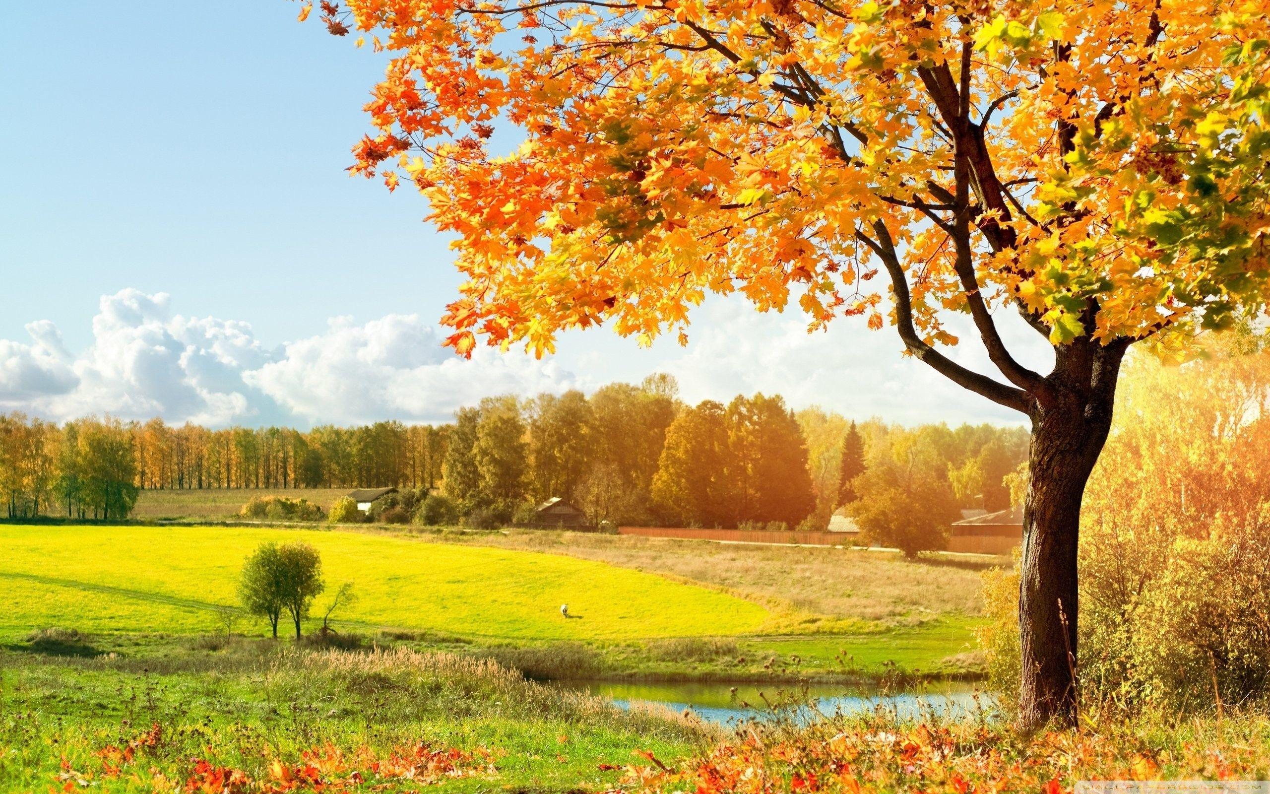 A Beautiful View Of Colorful Autumn Trees ❤ 4K HD Desktop Wallpaper