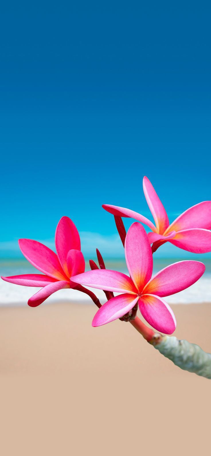 Beautiful flowers wallpaper