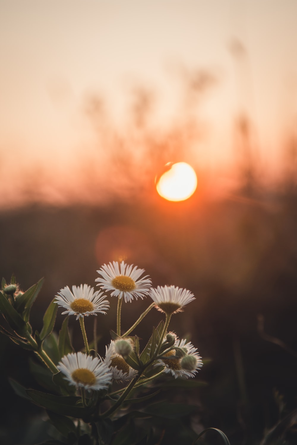 Flowers Nature Picture. Download