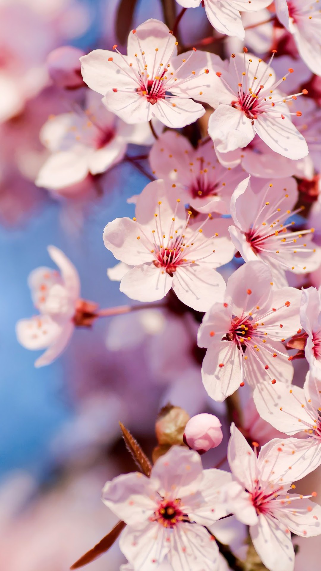 White Flower, Nature HD