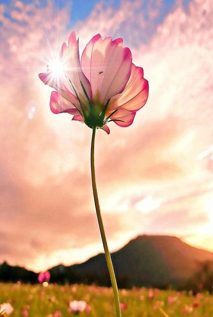 Wallpaper nature flowers