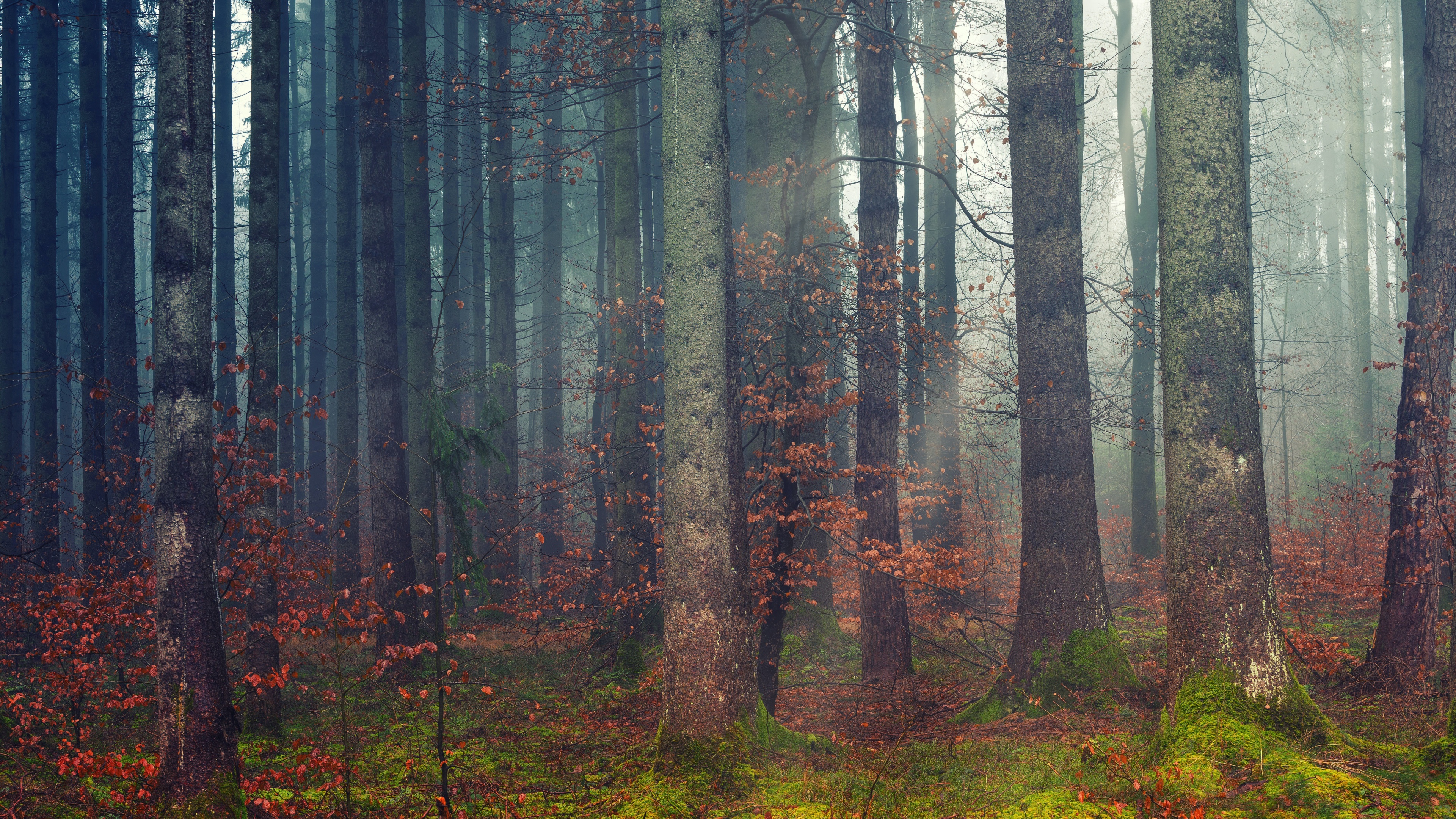 Forest Wallpaper 4K, Woods, Daylight