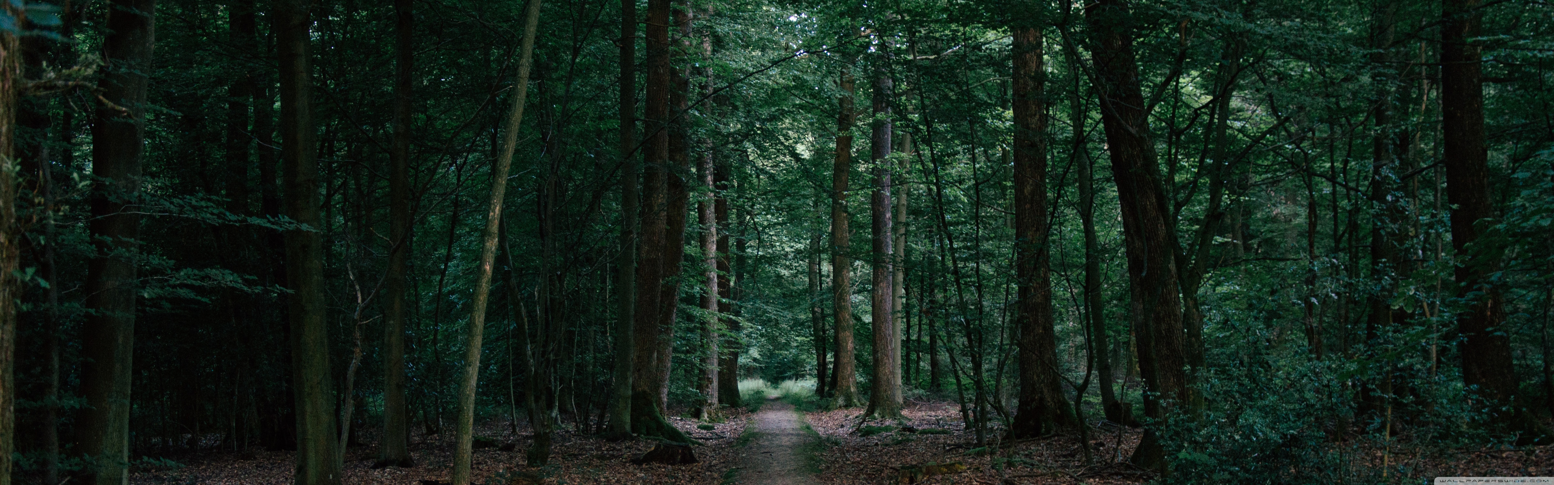 Woods 4K HD Desktop Wallpaper