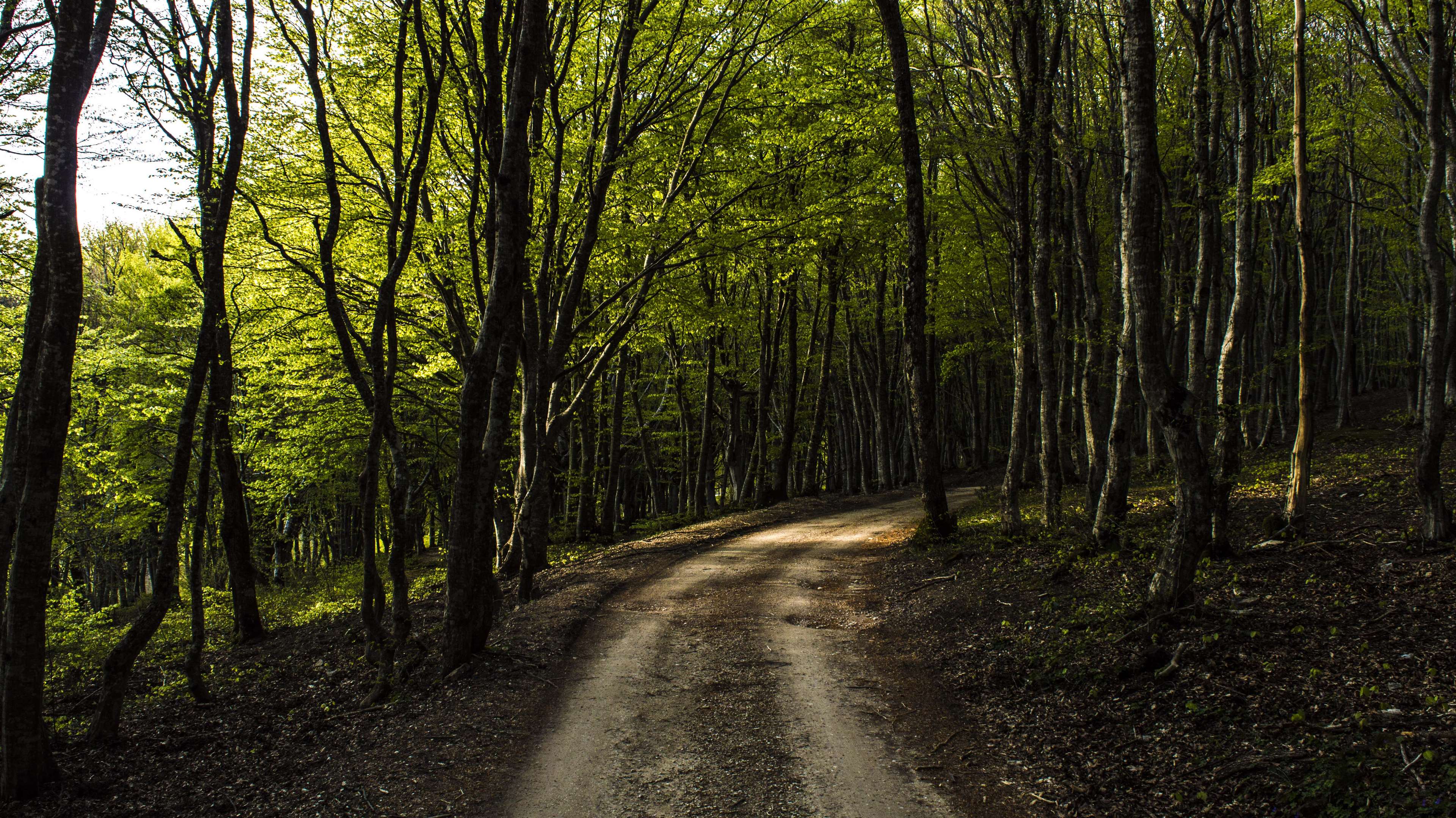 3840x2160 forest, italy, magic