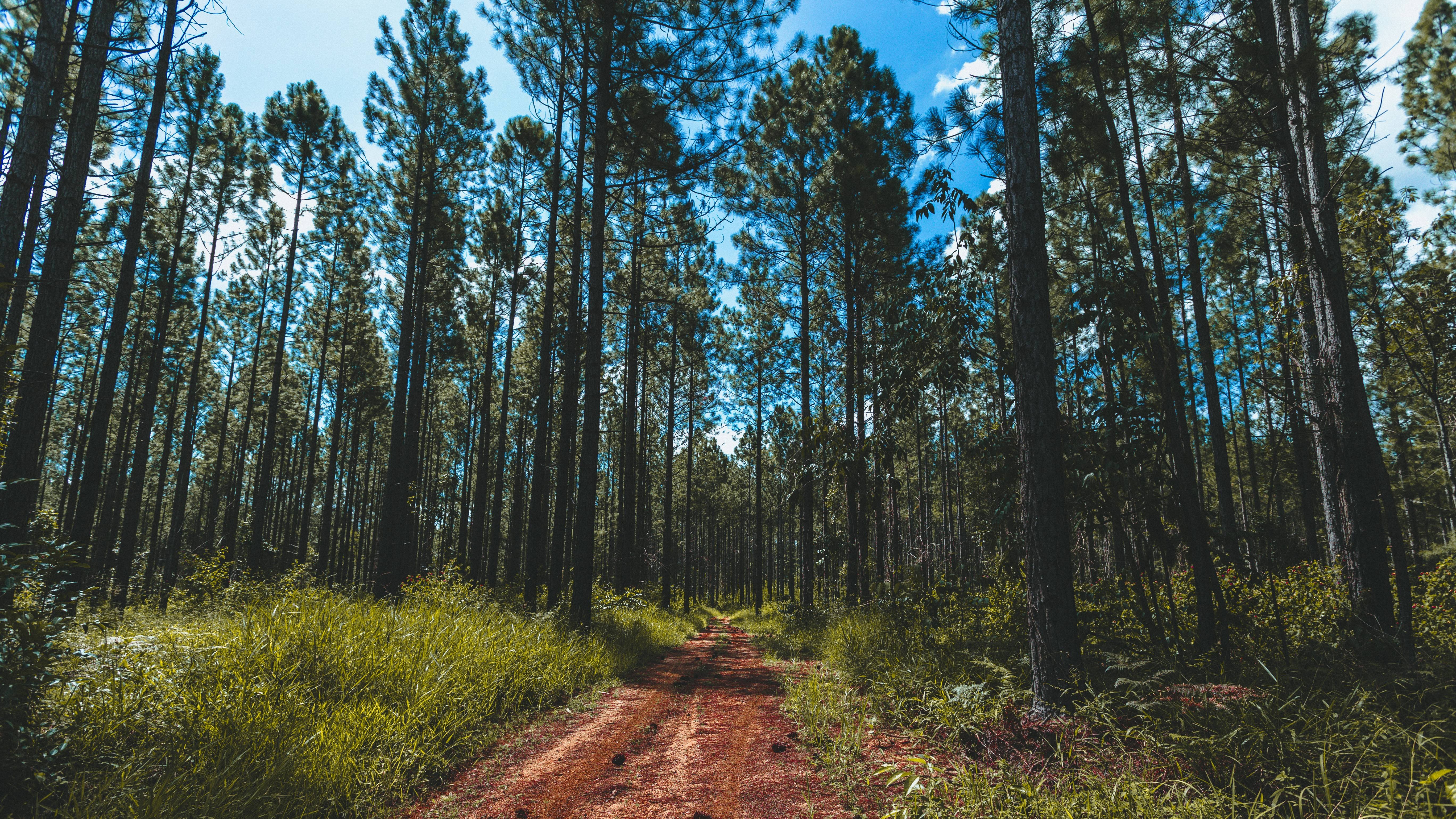 Woods Wallpaper, Dark Woods Wallpaper