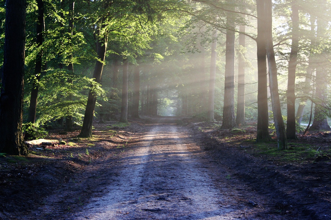 Best Forest & Nature Image. Free HD