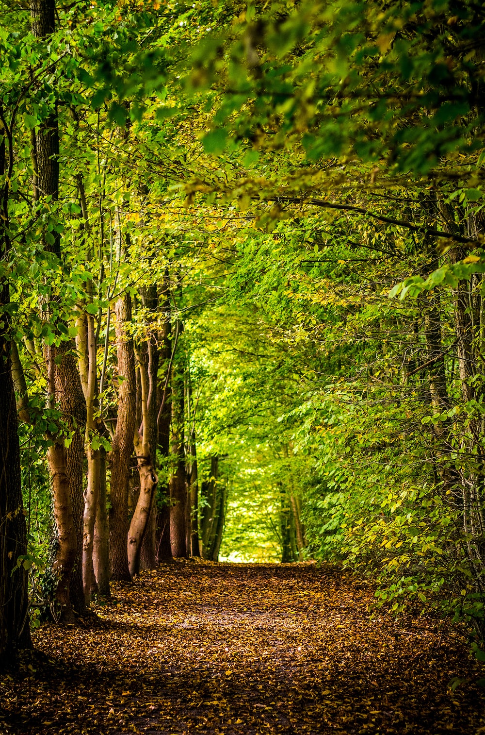 Forest Wallpaper: Free HD Download [HQ]