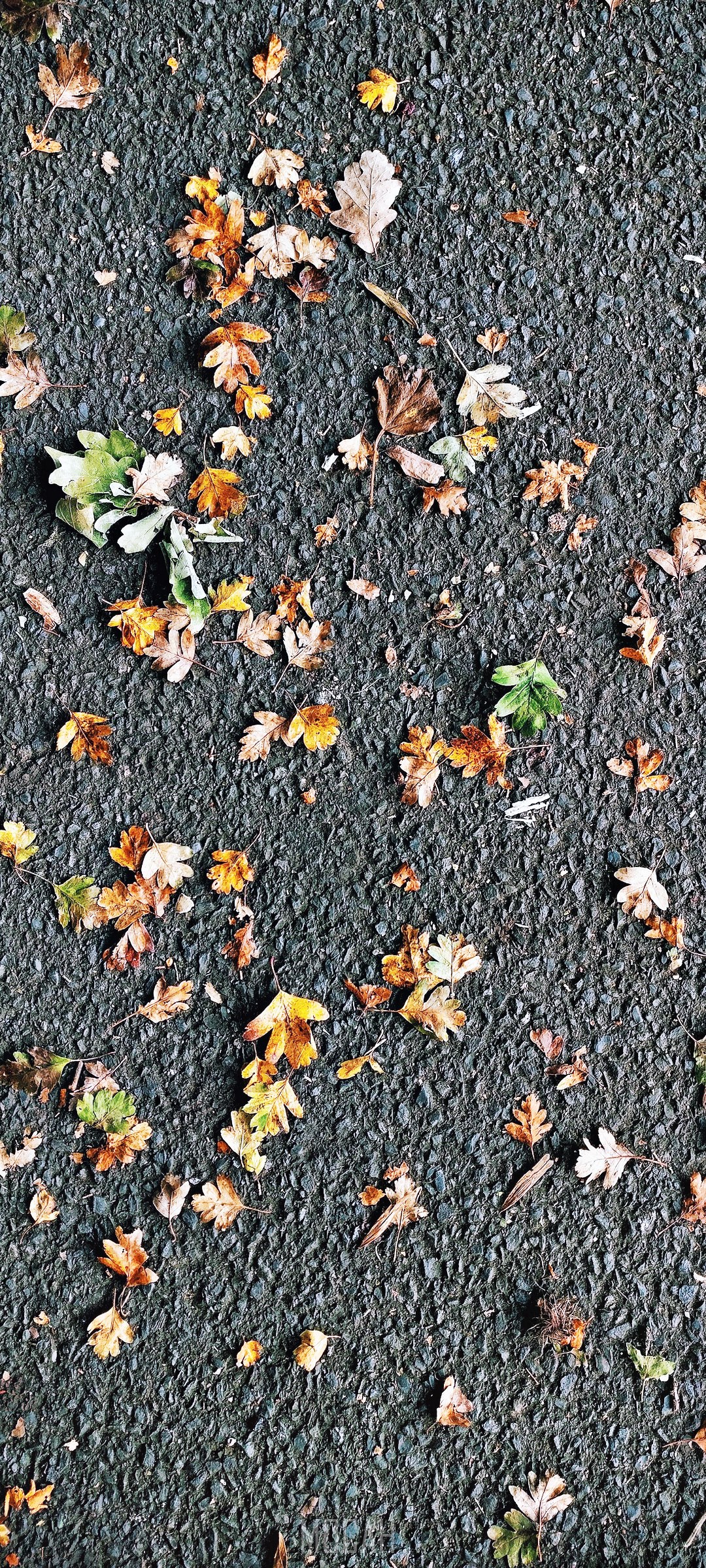 leaves scattered on the ground