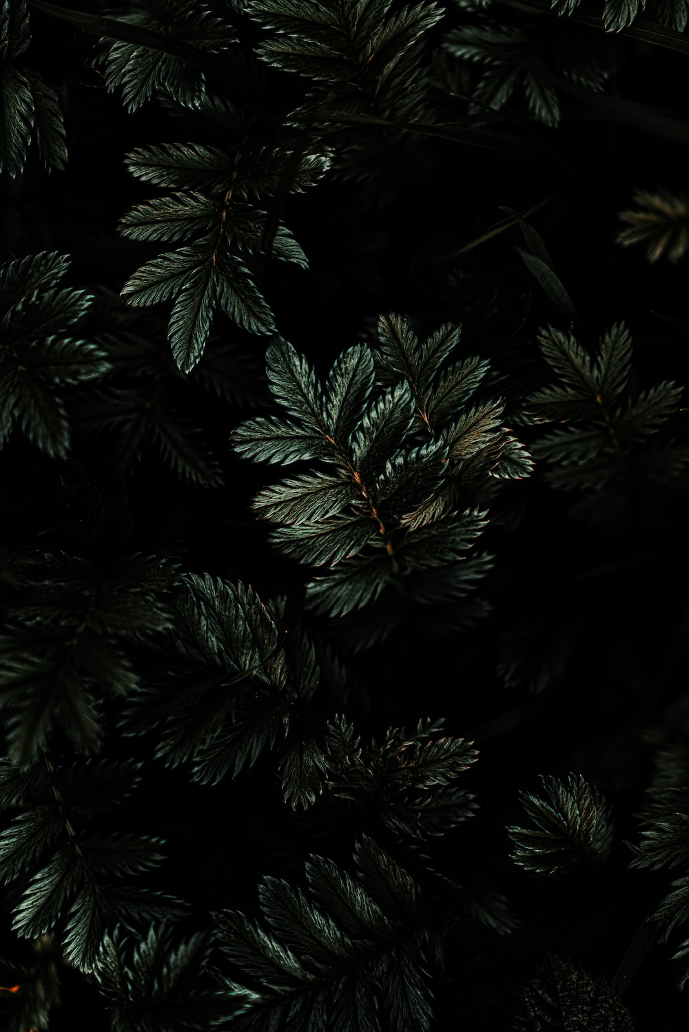 iPhone XR Background Image