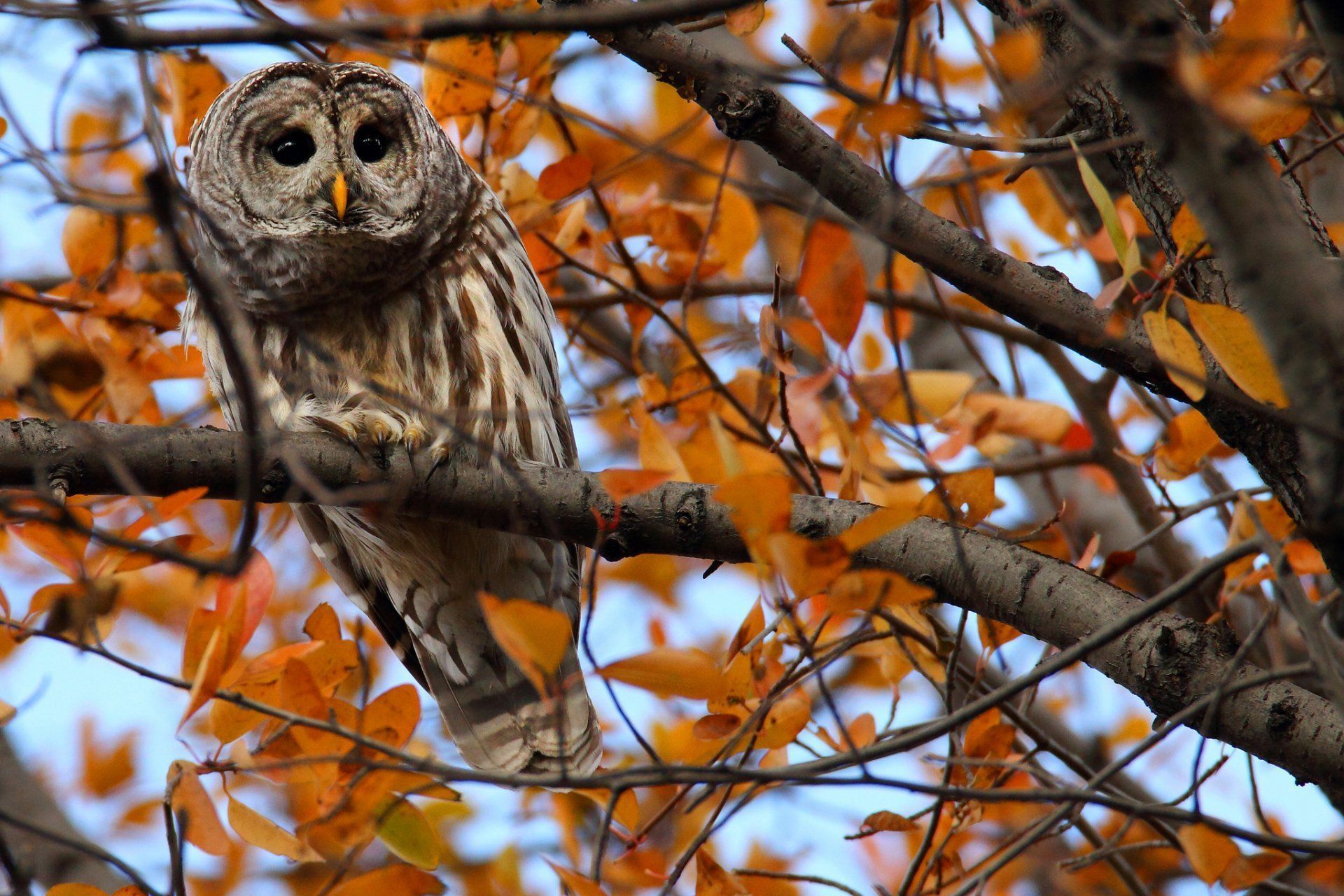 Autumn Owl Desktop Wallpaper