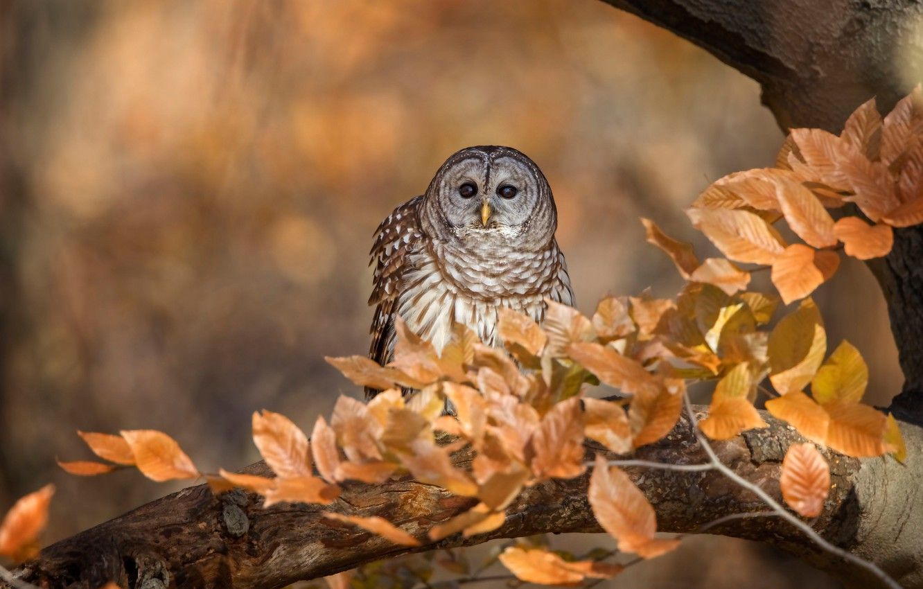 Autumn Owl Wallpaper Free Autumn