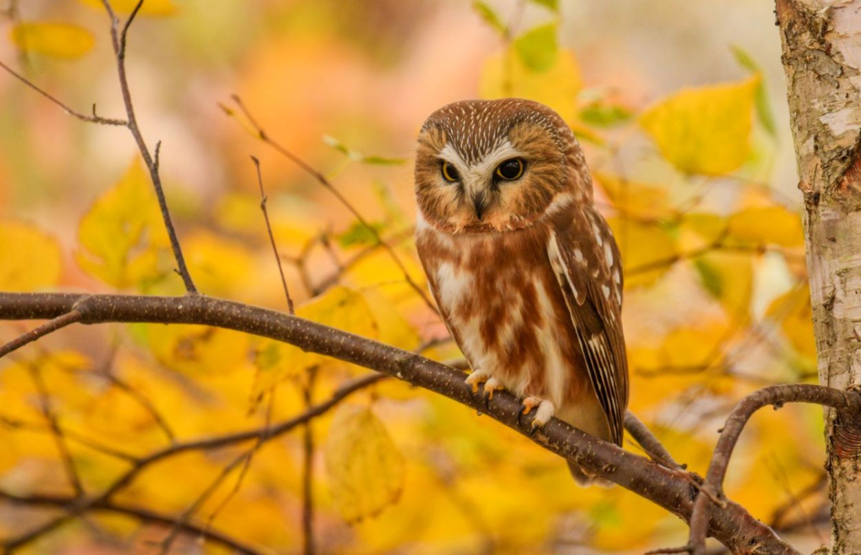 Fall Owl Wallpaper Free Fall Owl