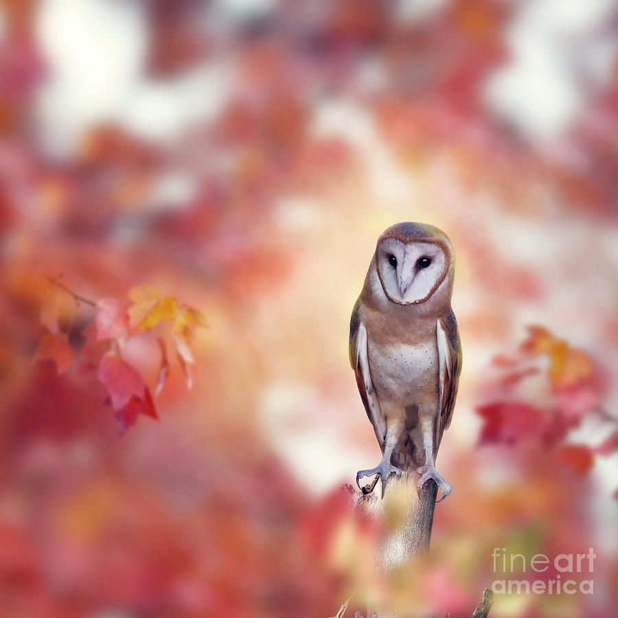 Barn owl in the autumn forest