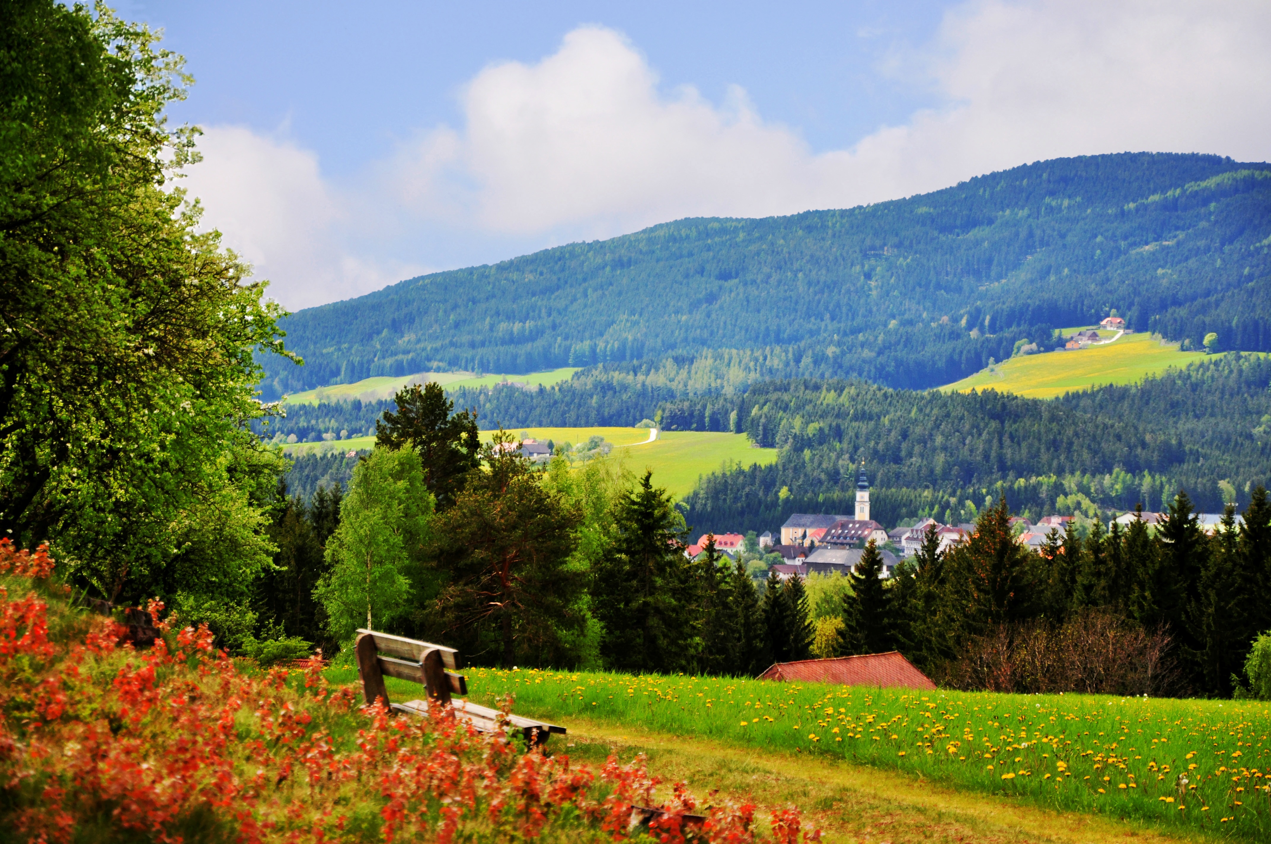 nature, leaf, sky, wilderness, field