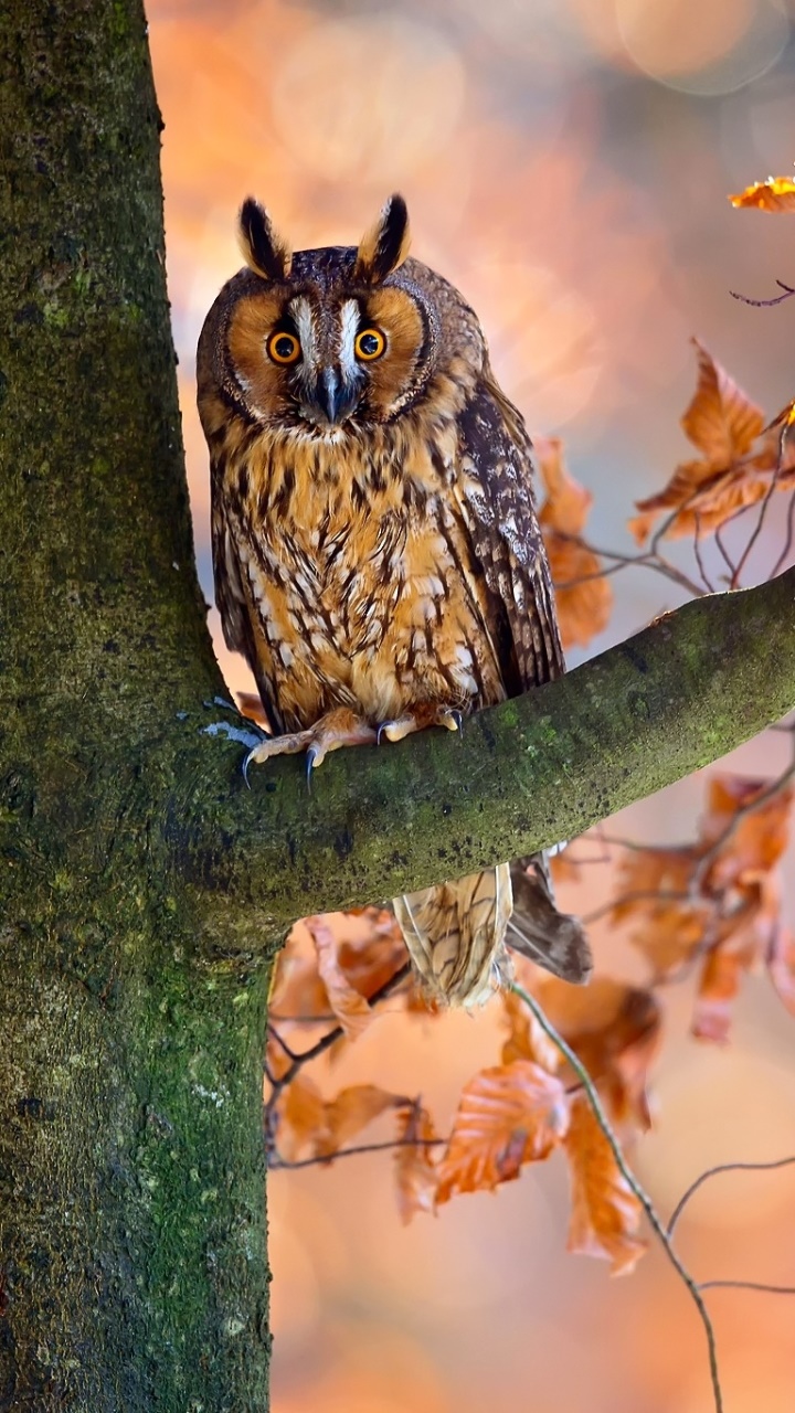Animal Owl Phone Wallpaper, Bokeh