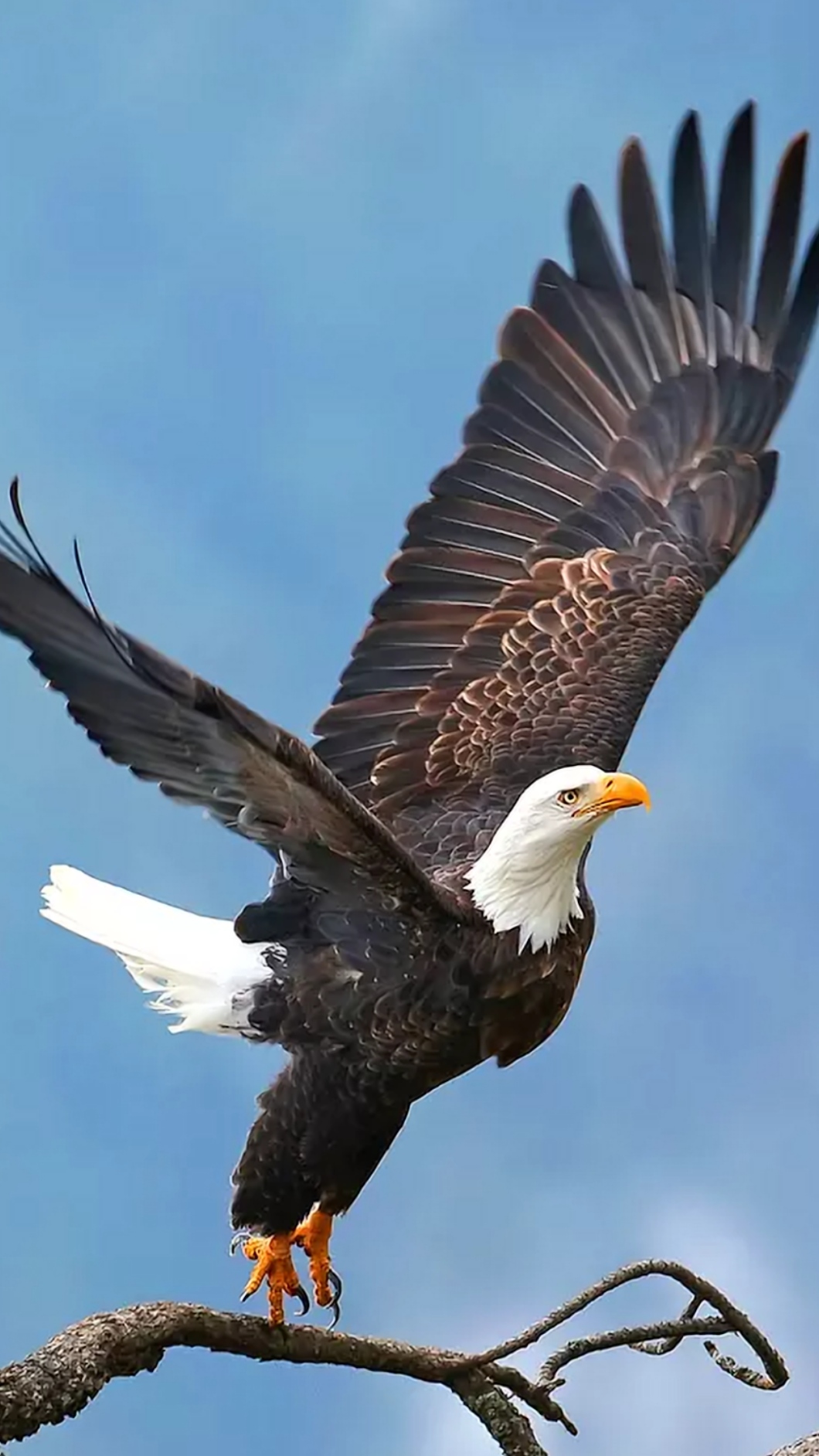 Eagle Wallpaper Download