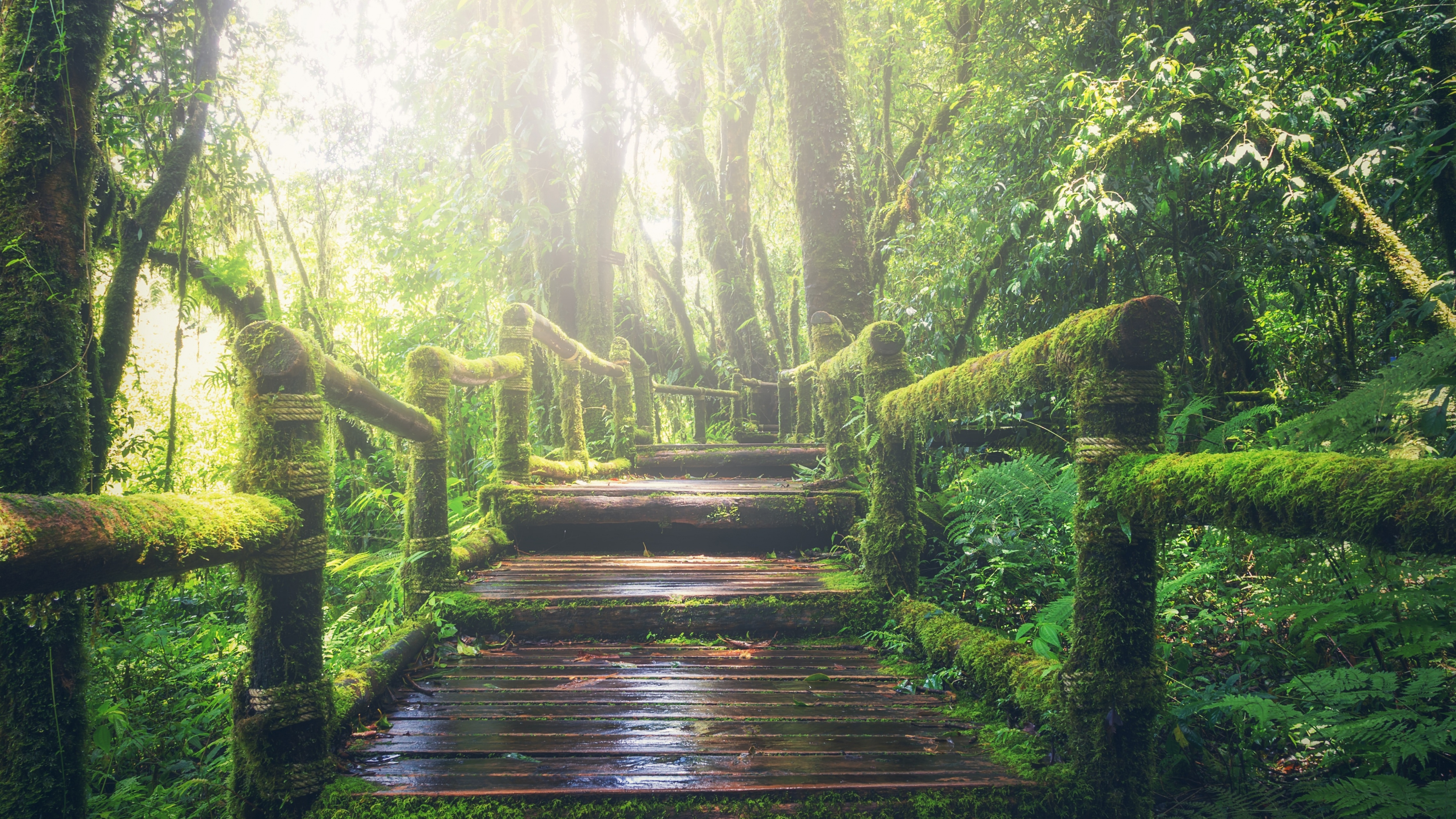 Rainforest Wallpaper 4K, Wooden bridge
