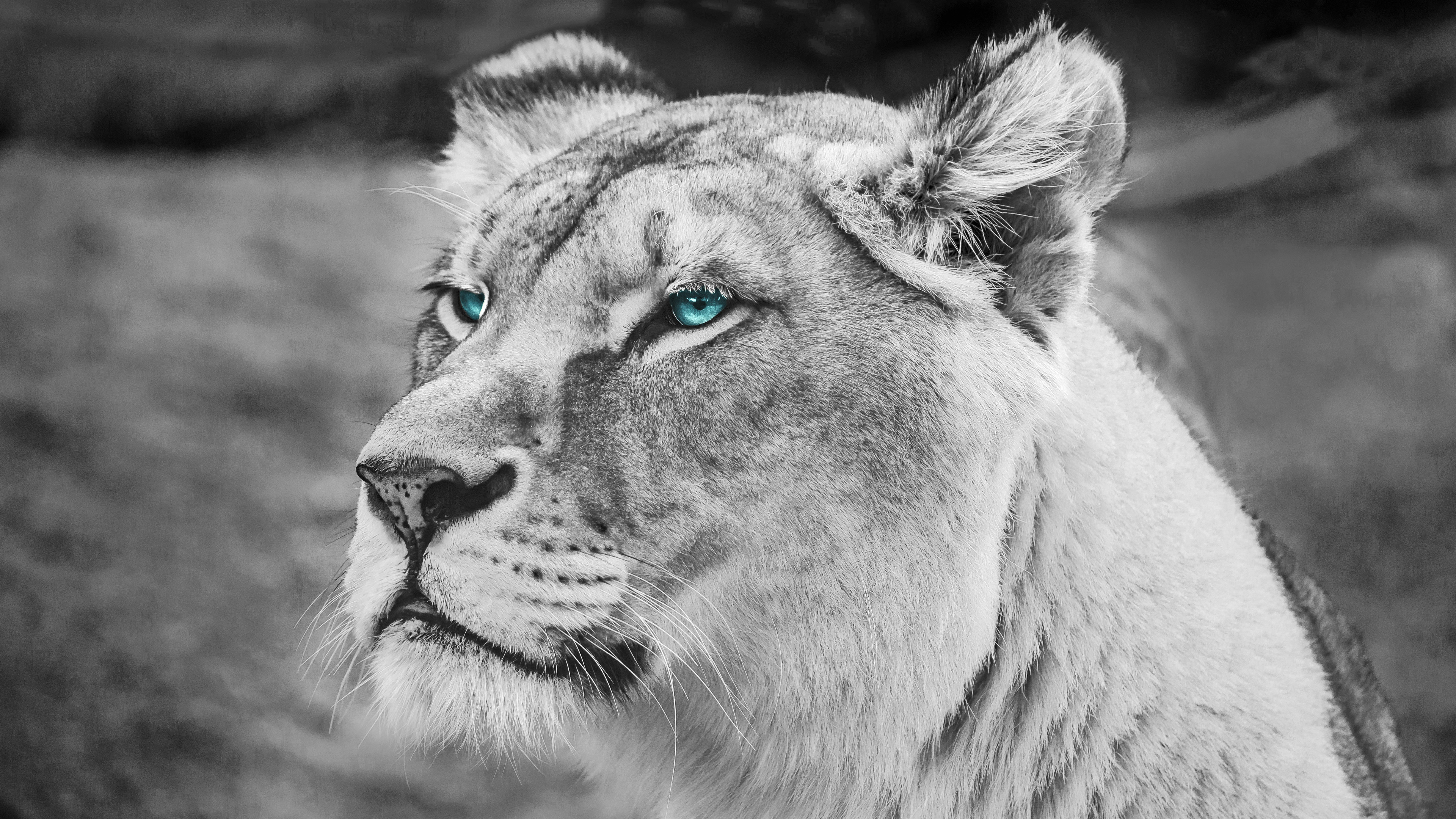 Wallpaper 4k Lion Blue Eyes Monochrome