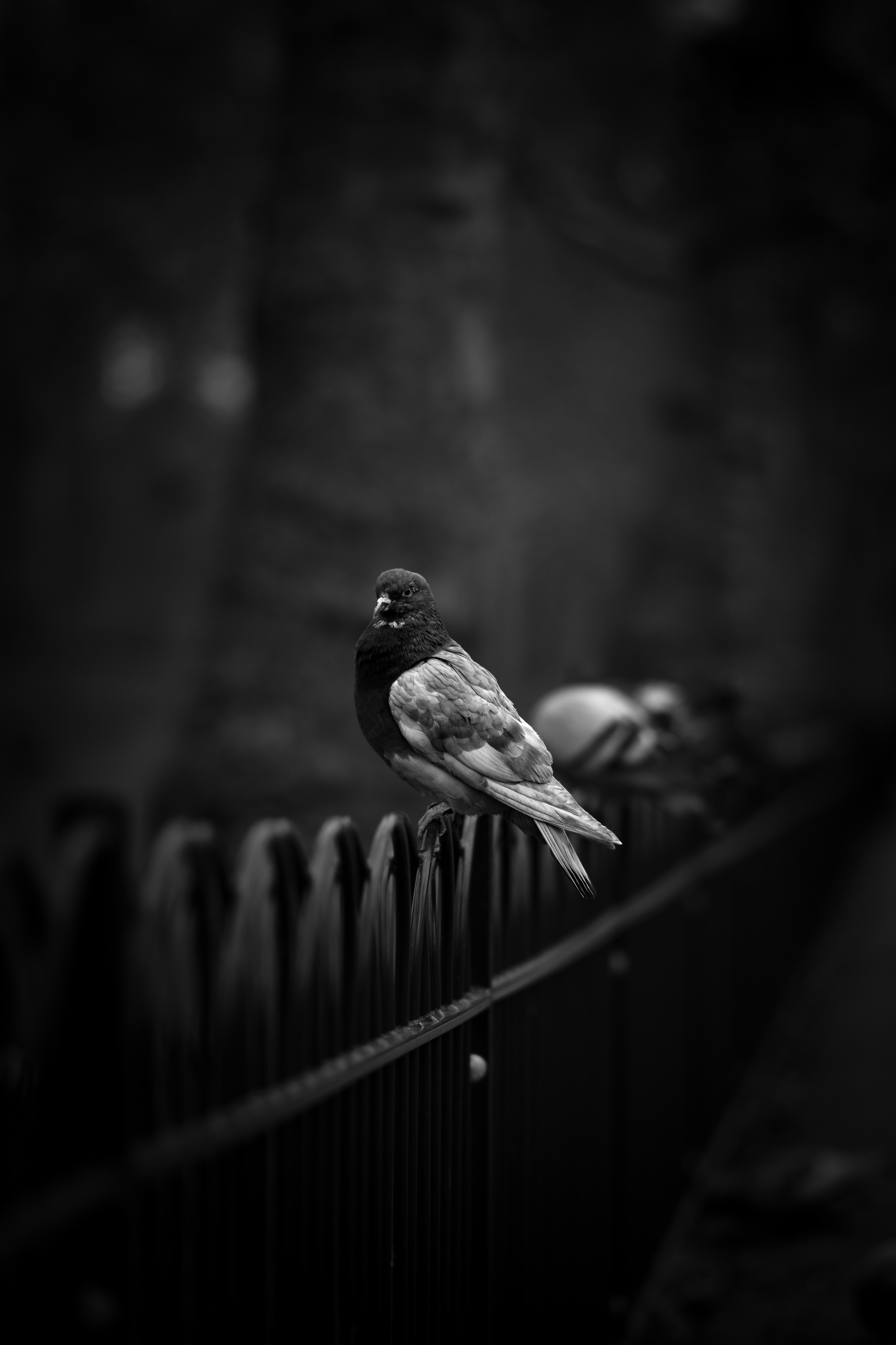 Wallpaper Grayscale Photo of a Bird