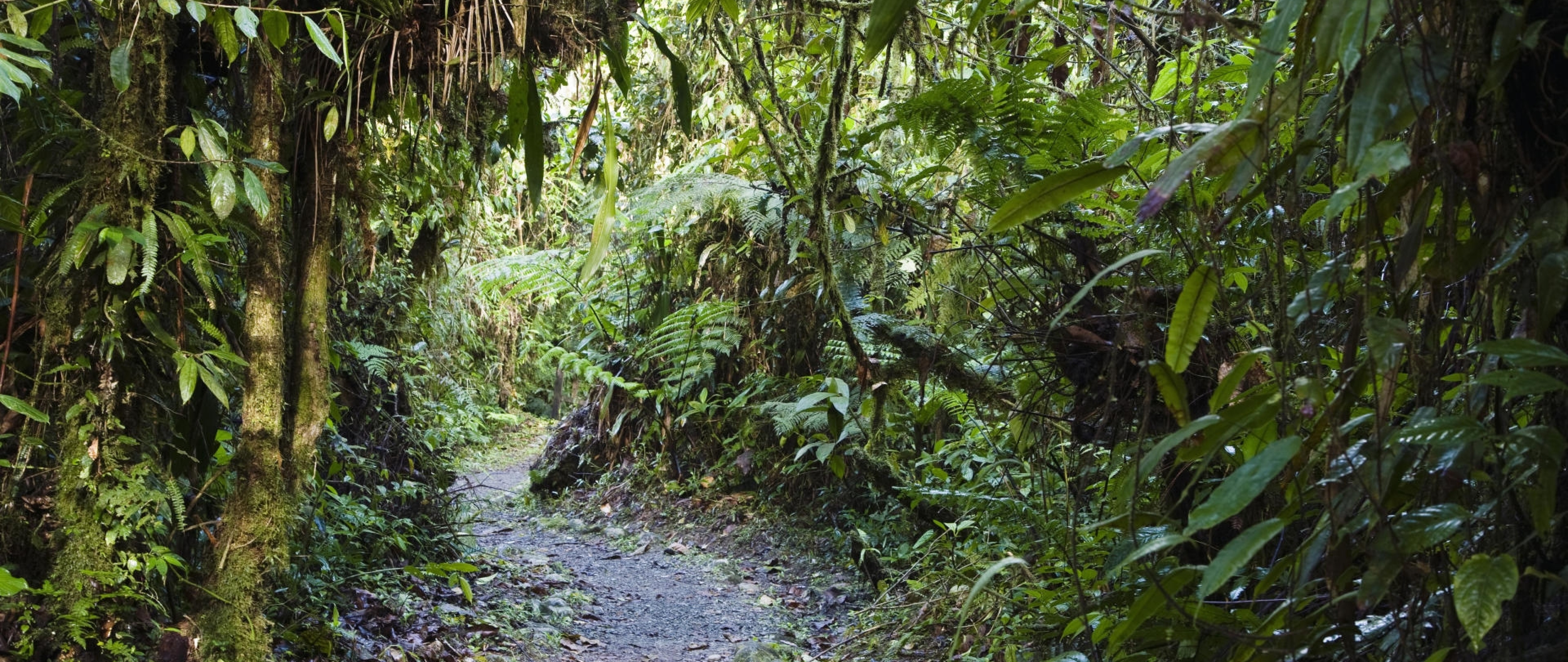 Amazon rain forest HD Wallpaper 4K Ultra HD Wide TV