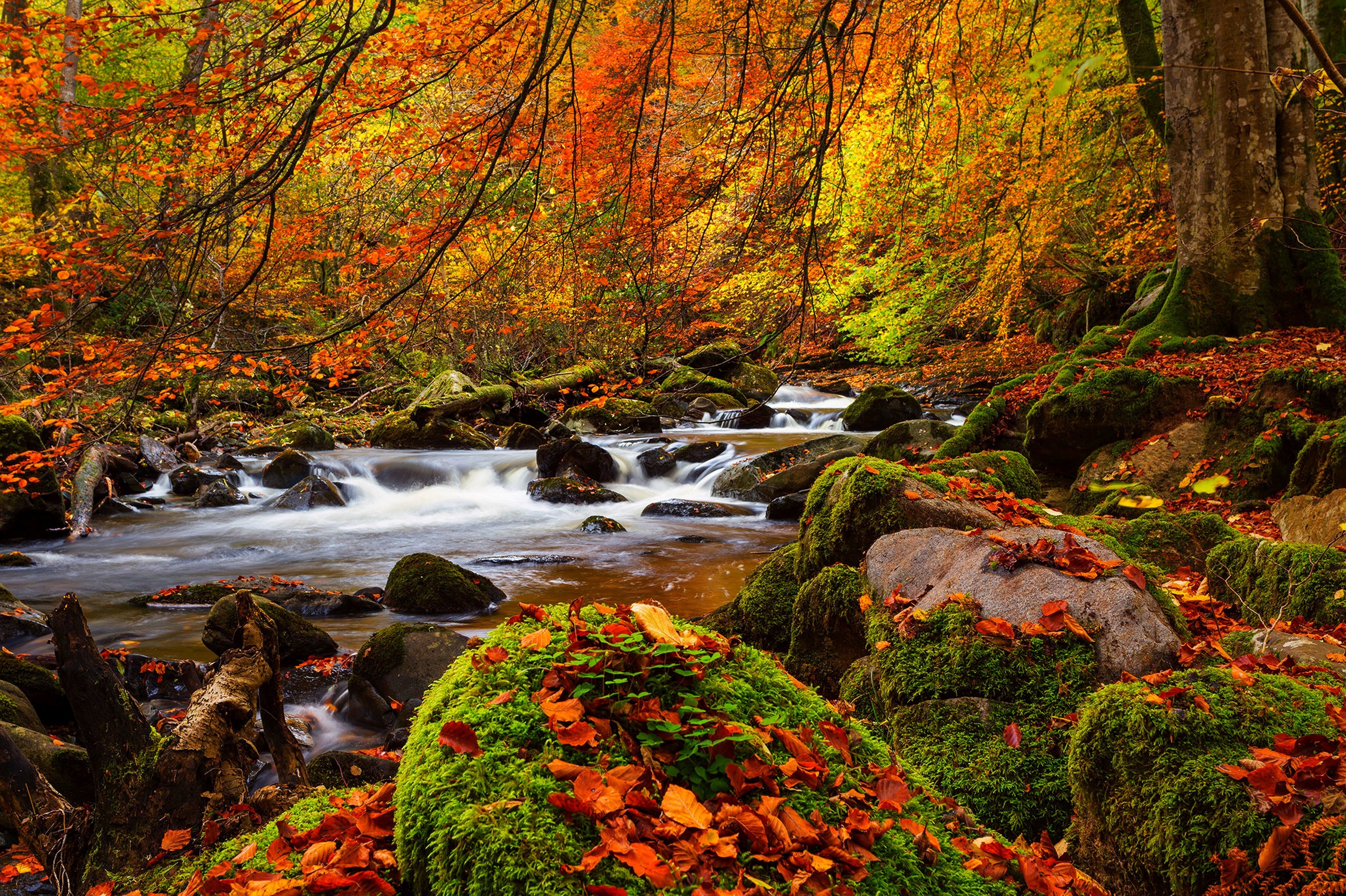 Stream in Autumn Forest