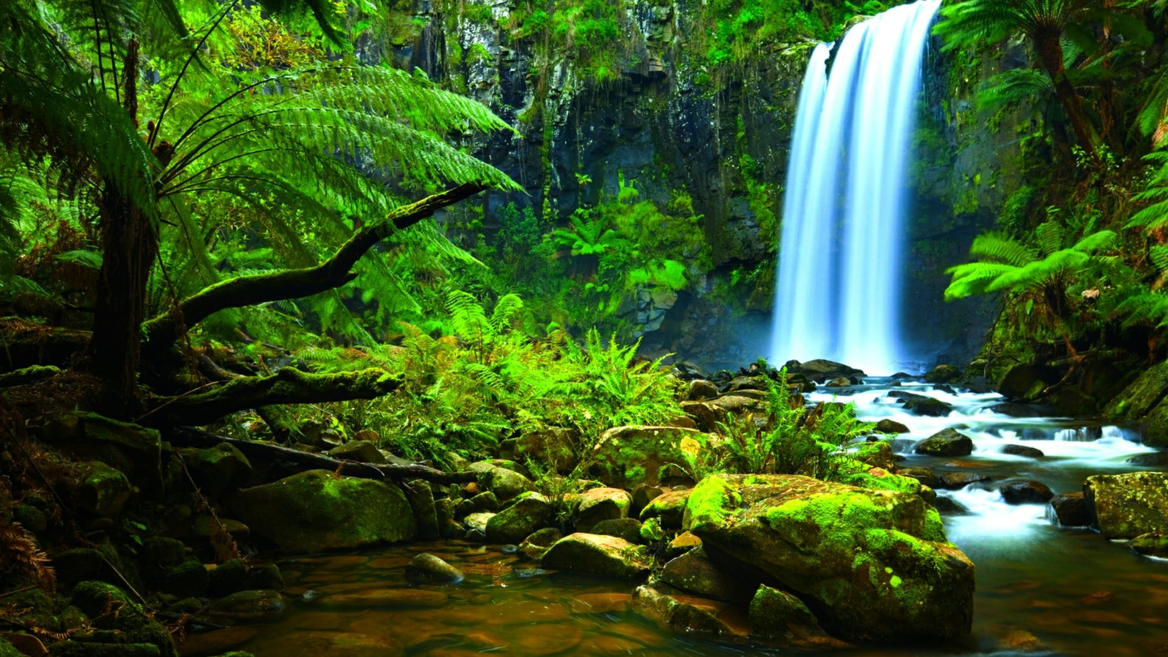 Amazon Rainforest Wallpaper