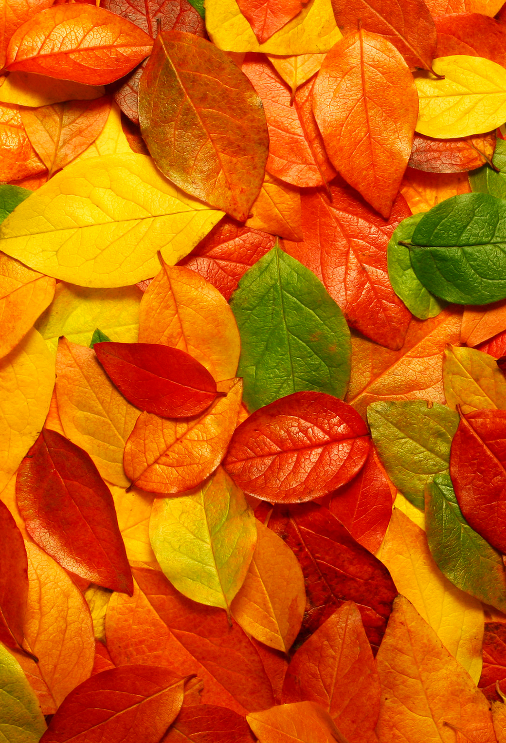 Autumn Leaves Wallpaper for iPhone 11, Pro Max, X, 8, 7, 6
