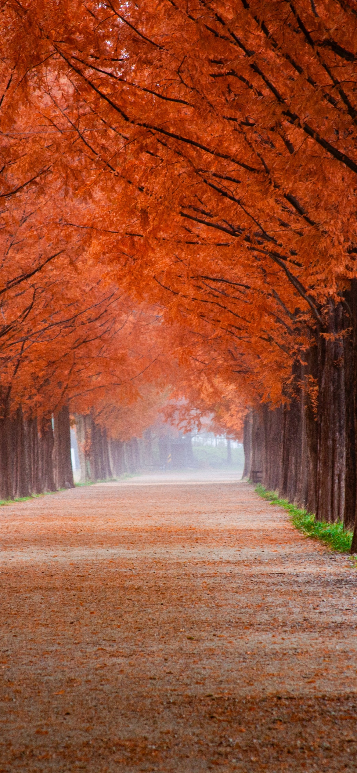 Autumn Wallpaper 4K, Morning, Trees, Path, Foggy, Mist