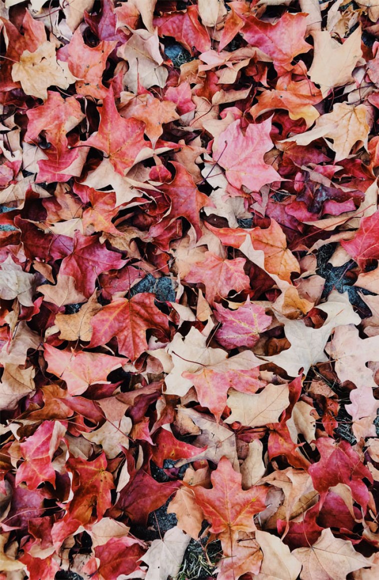 Beautiful picture of Autumn leaves Wallpaper