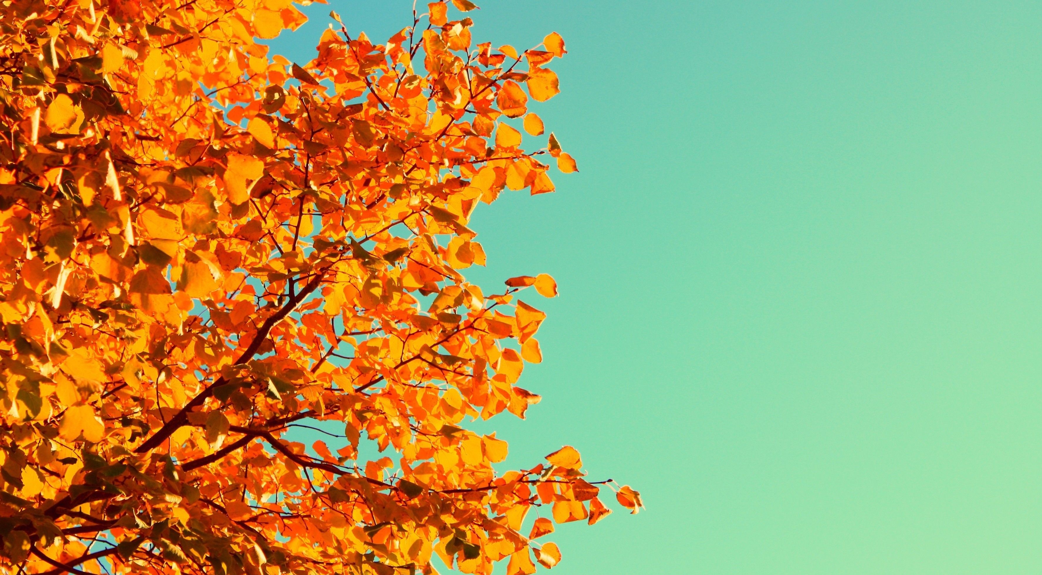 Cute Fall Desktop Wallpaper