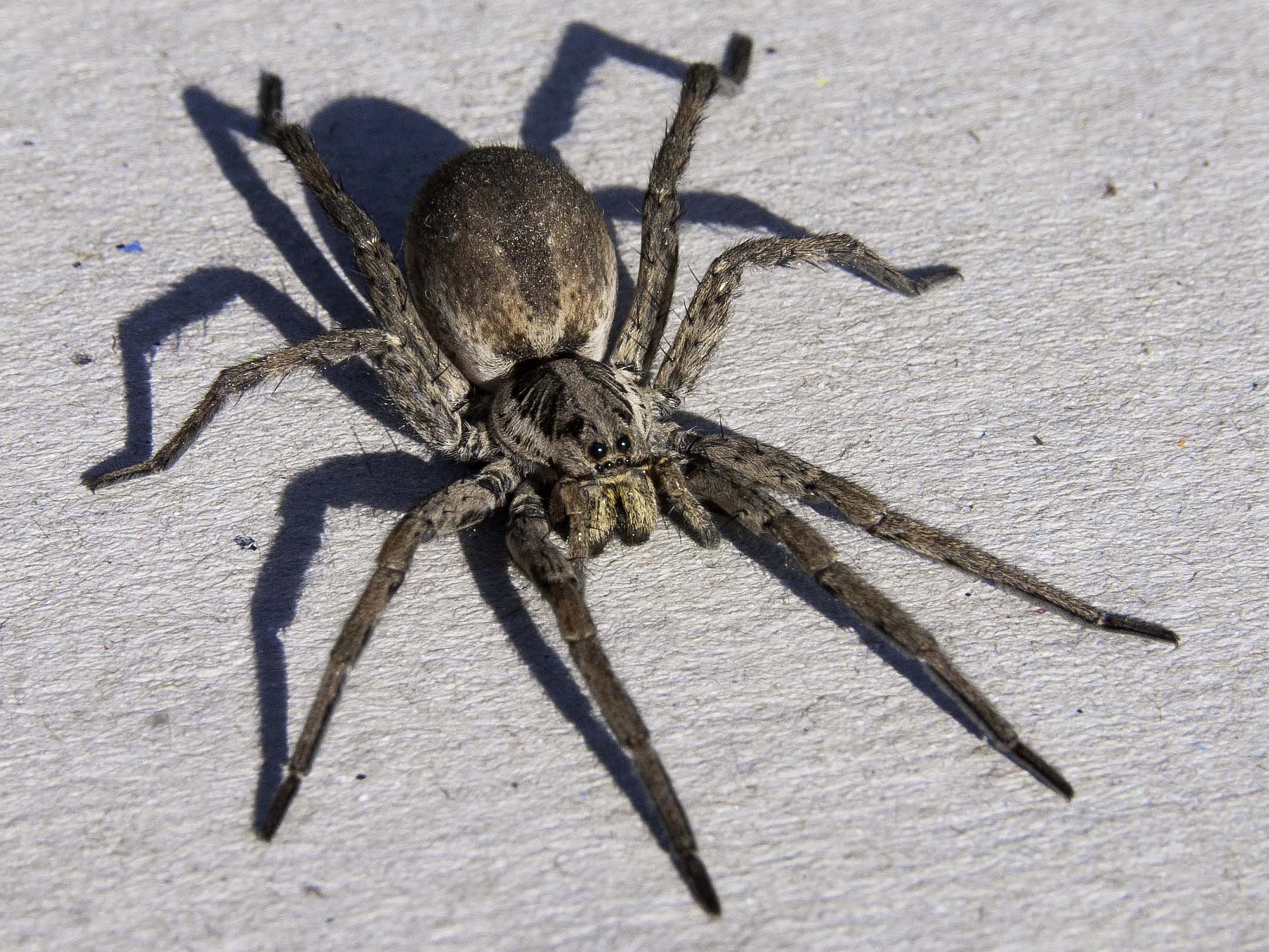 Animal Spider 4k Ultra HD Wallpaper