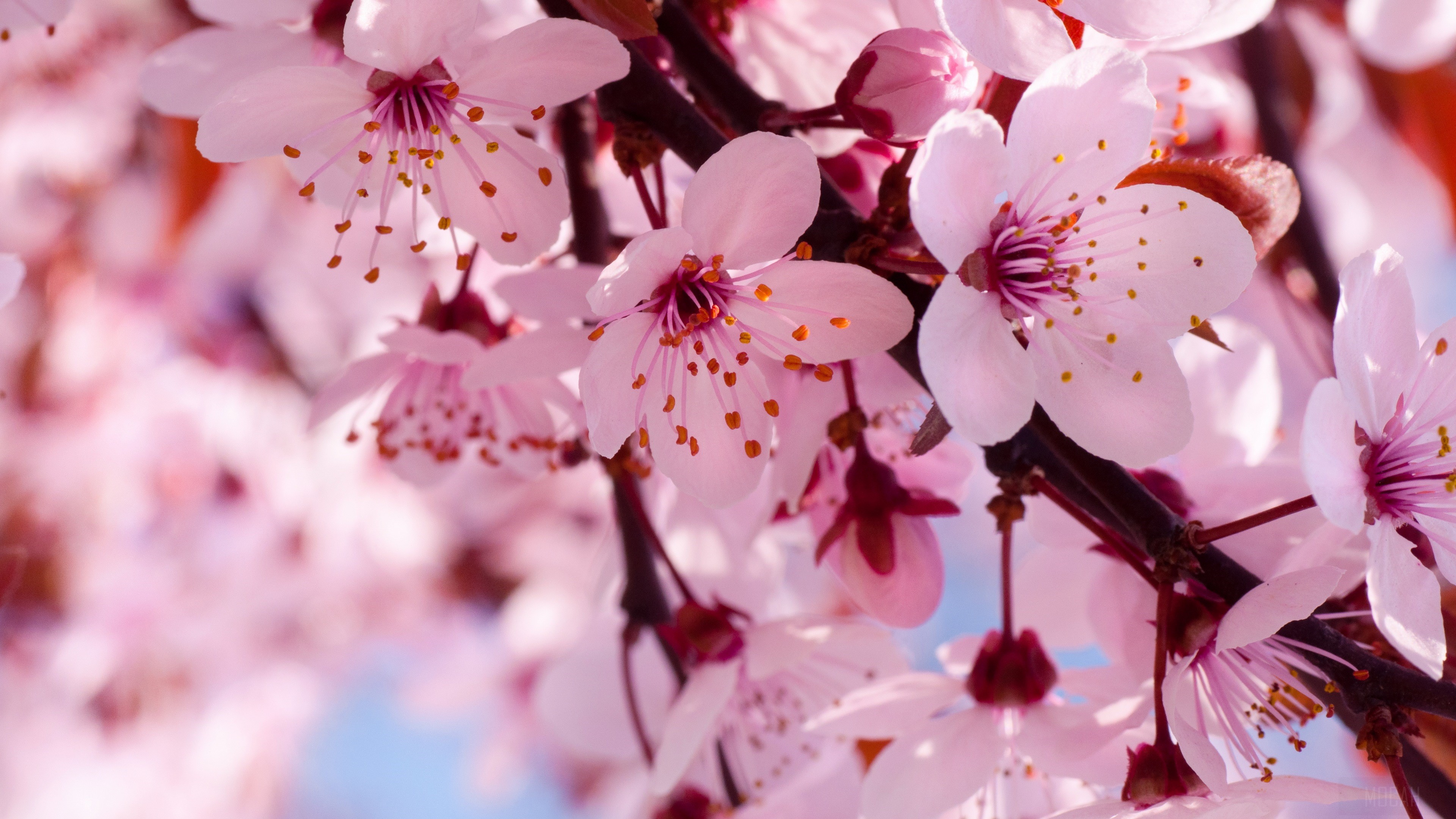Blossom, Branch, Cherry Blossom, Close Up, Flower, Pink Flower 4k, HD Wallpaper