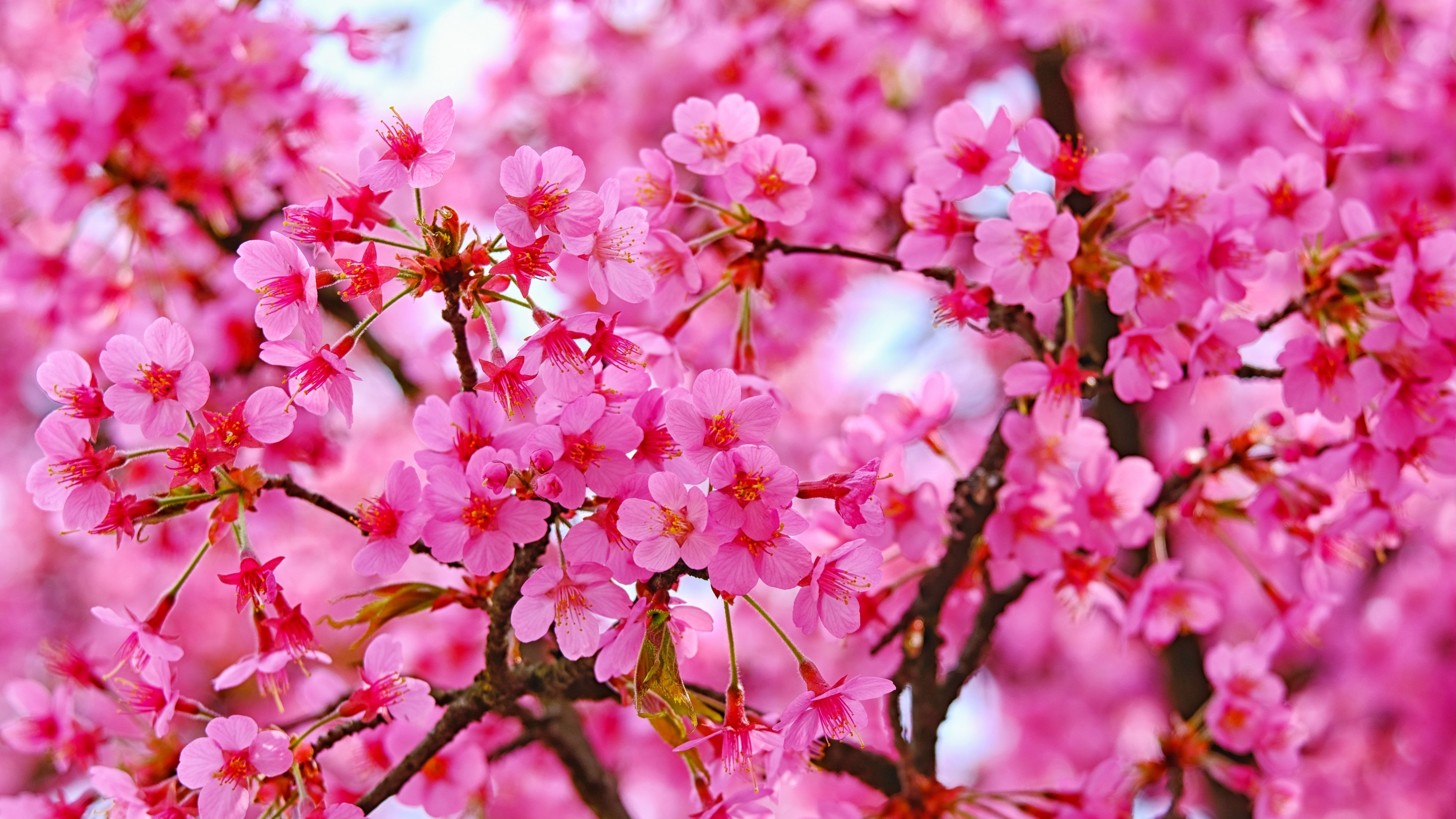 Download wallpaper 3840x2160 cherry blossom, pink flowers, nature 4k wallpaper, uhd wallpaper, 16:9 widescreen 3840x2160 HD background, 21574
