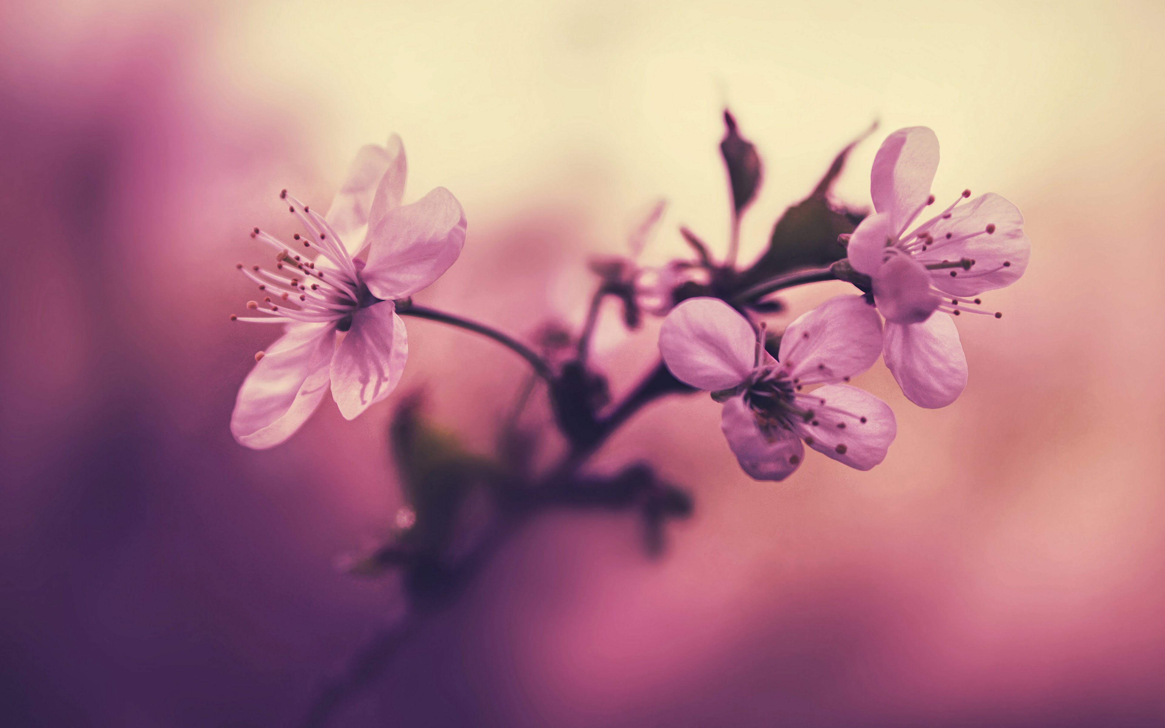 Pink Flower 4K Wallpaper