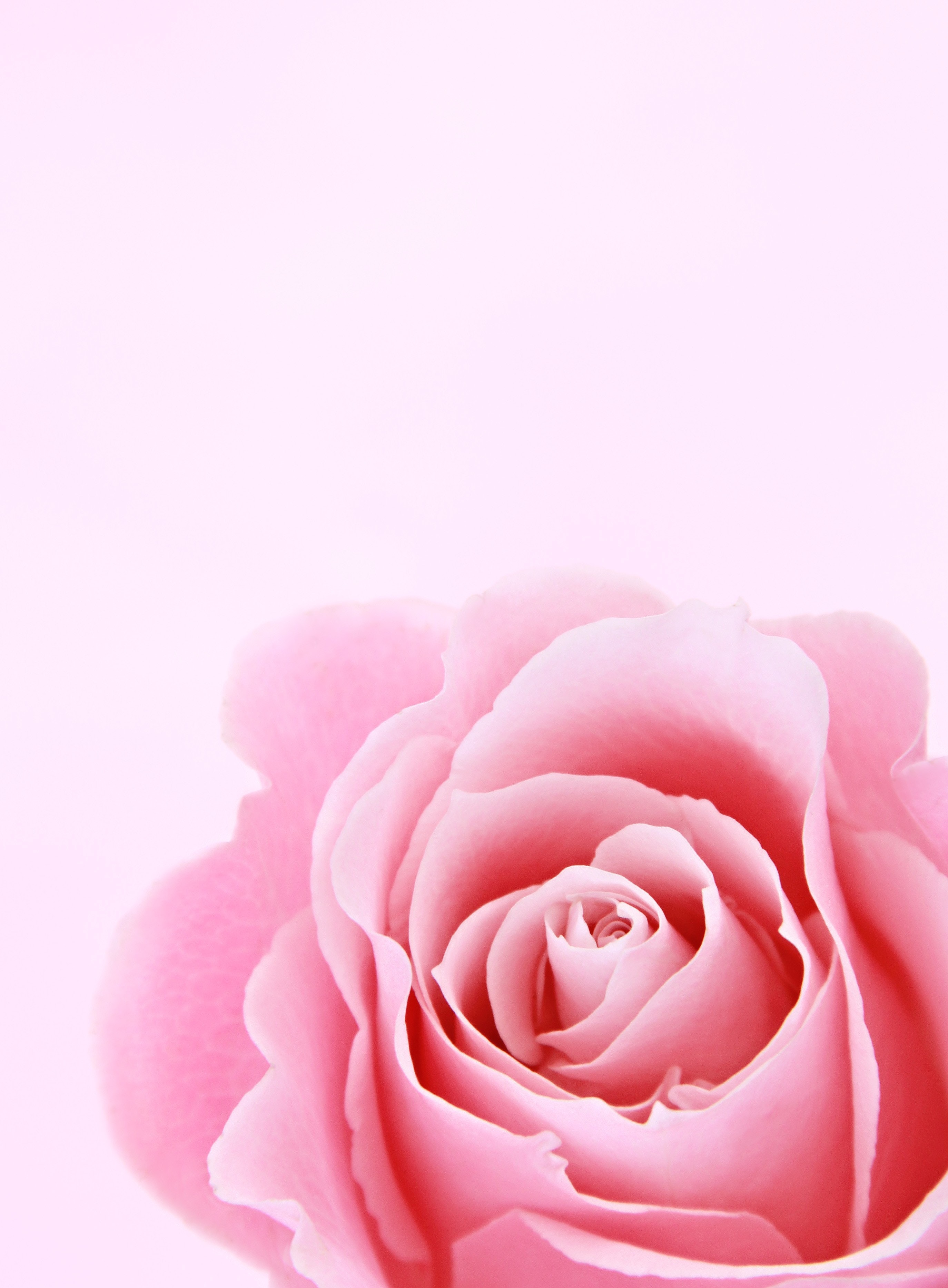 Pink Rose Photo, Download The BEST Free Pink Rose & HD Image