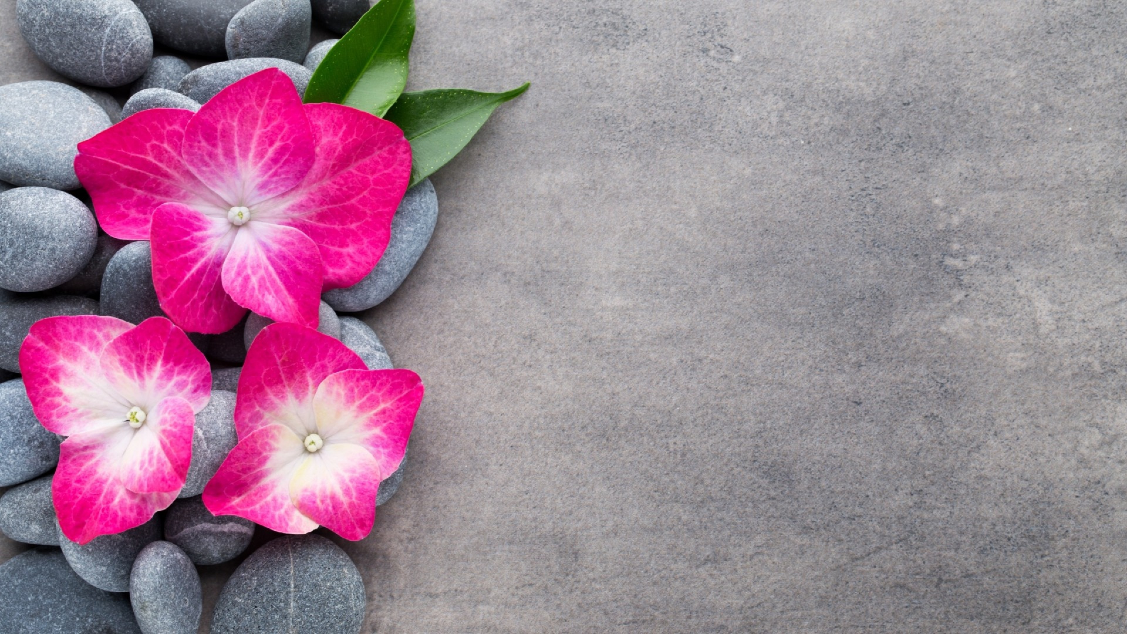 Pink Flower Spa HD Wallpaper 4K Ultra HD