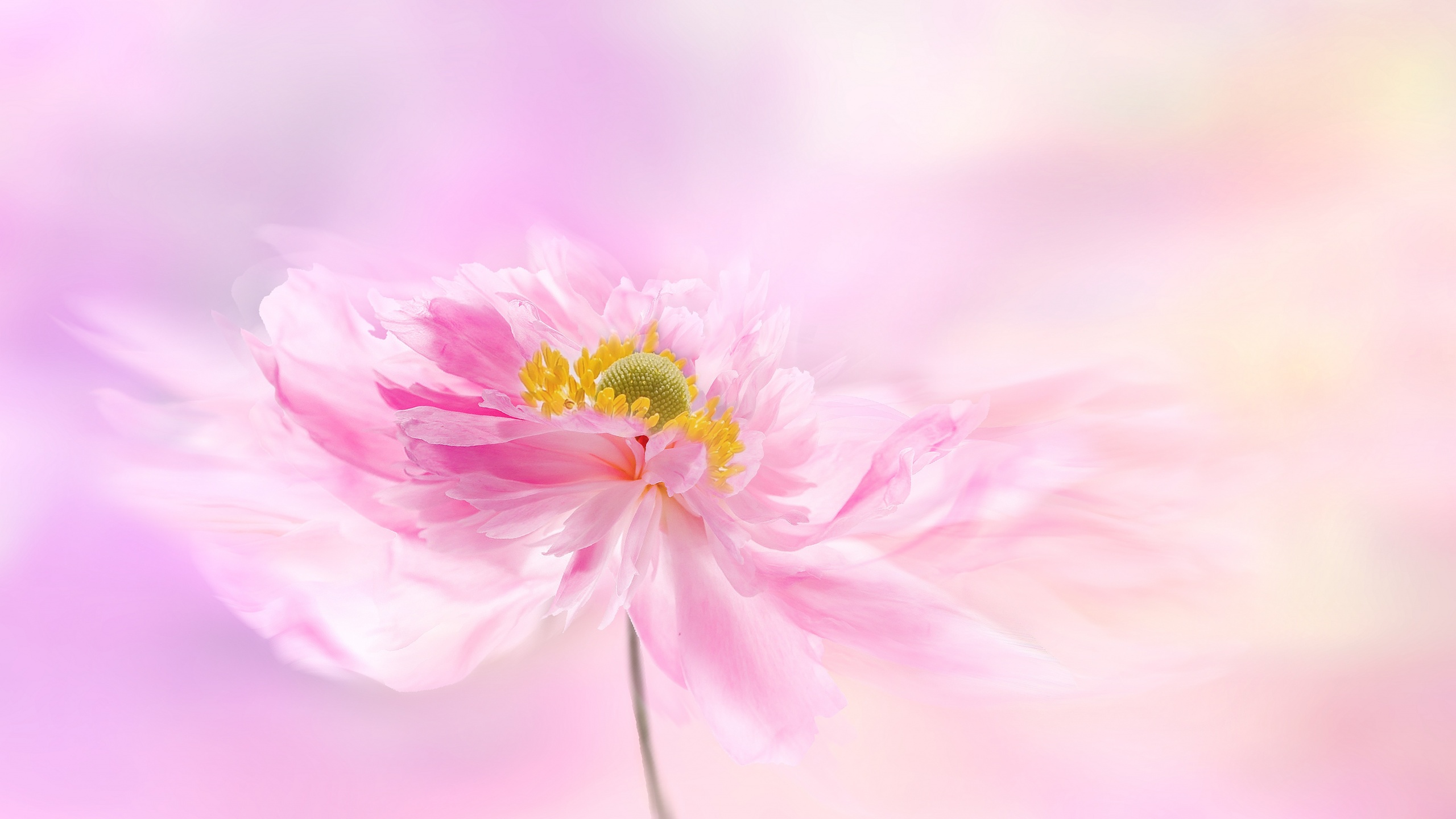 Pink flower Wallpaper 4K, Pink background