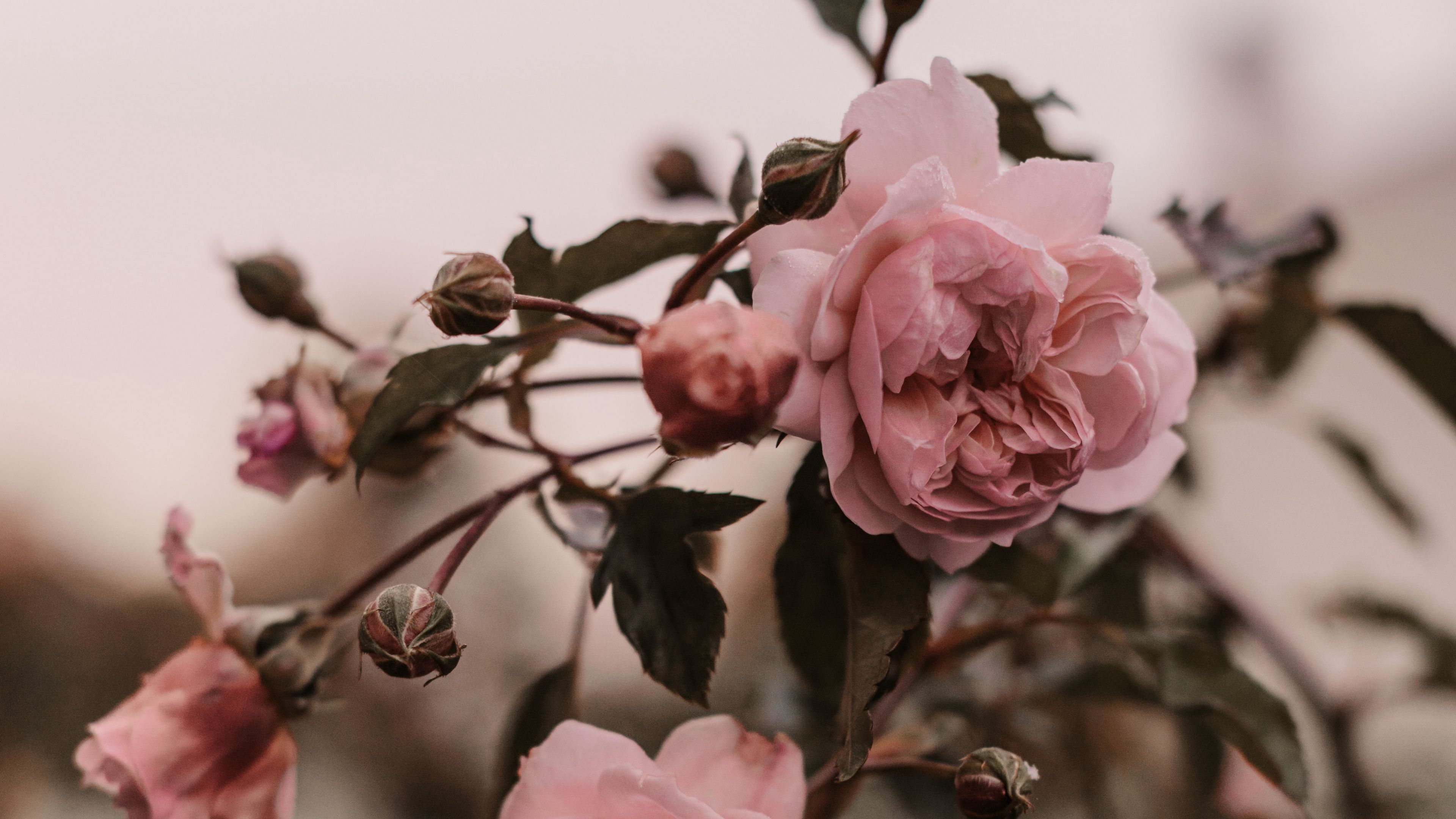 Download wallpaper 3840x2160 rose, pink